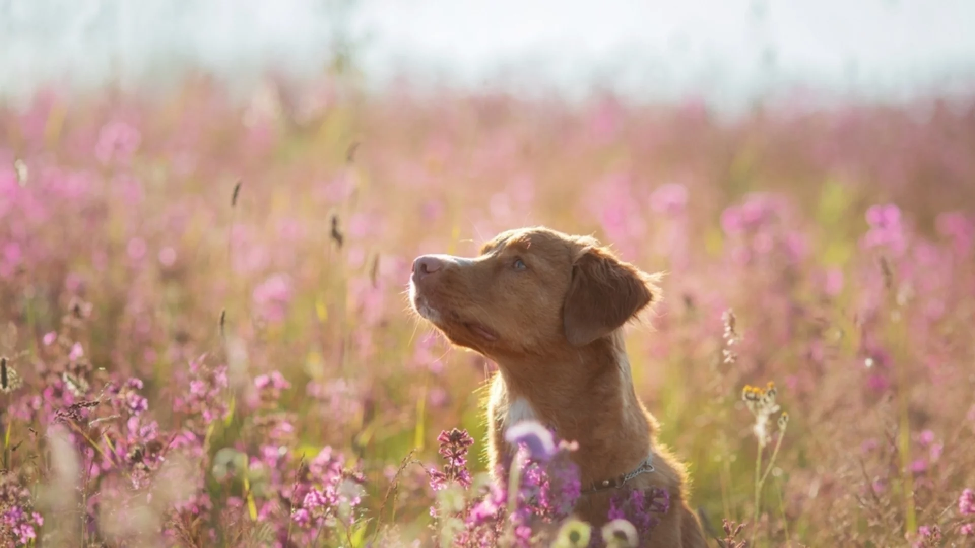Температура под нулата в един град. Времето утре - 31 март 2026 г. 