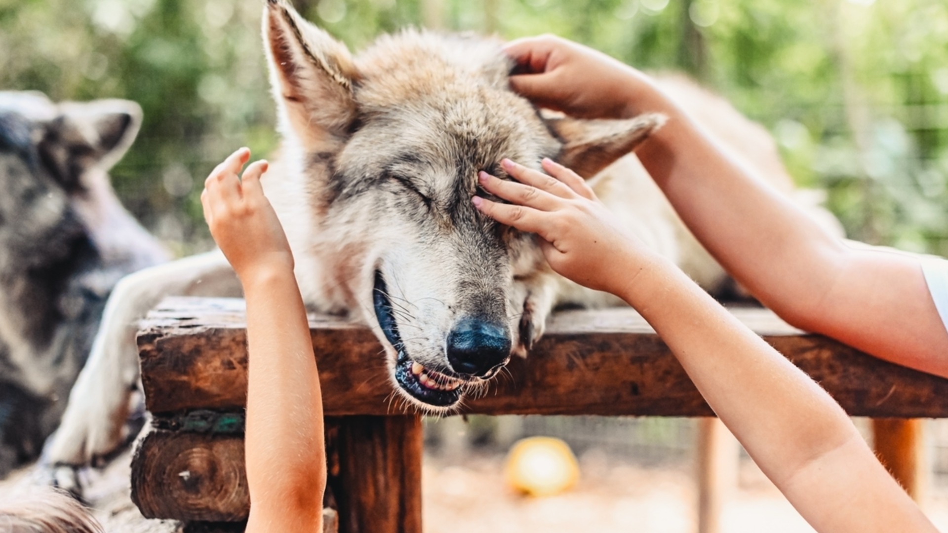 Утре Дева, Козирог + още 2 зодии ще искат хем вълкът да е сит, хем агнето да е цяло