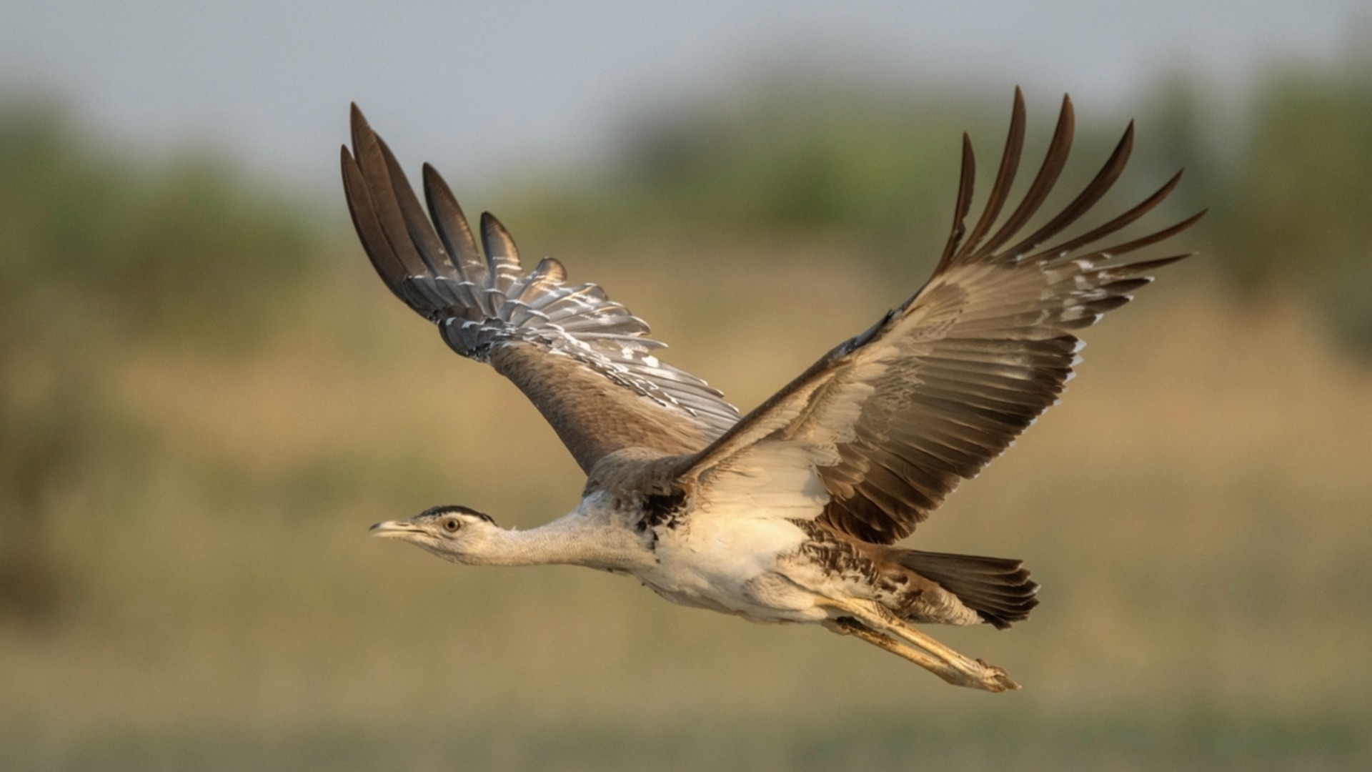 Надежда за изчезващ вид: 50 души бдят над новоизлюпено пиленце