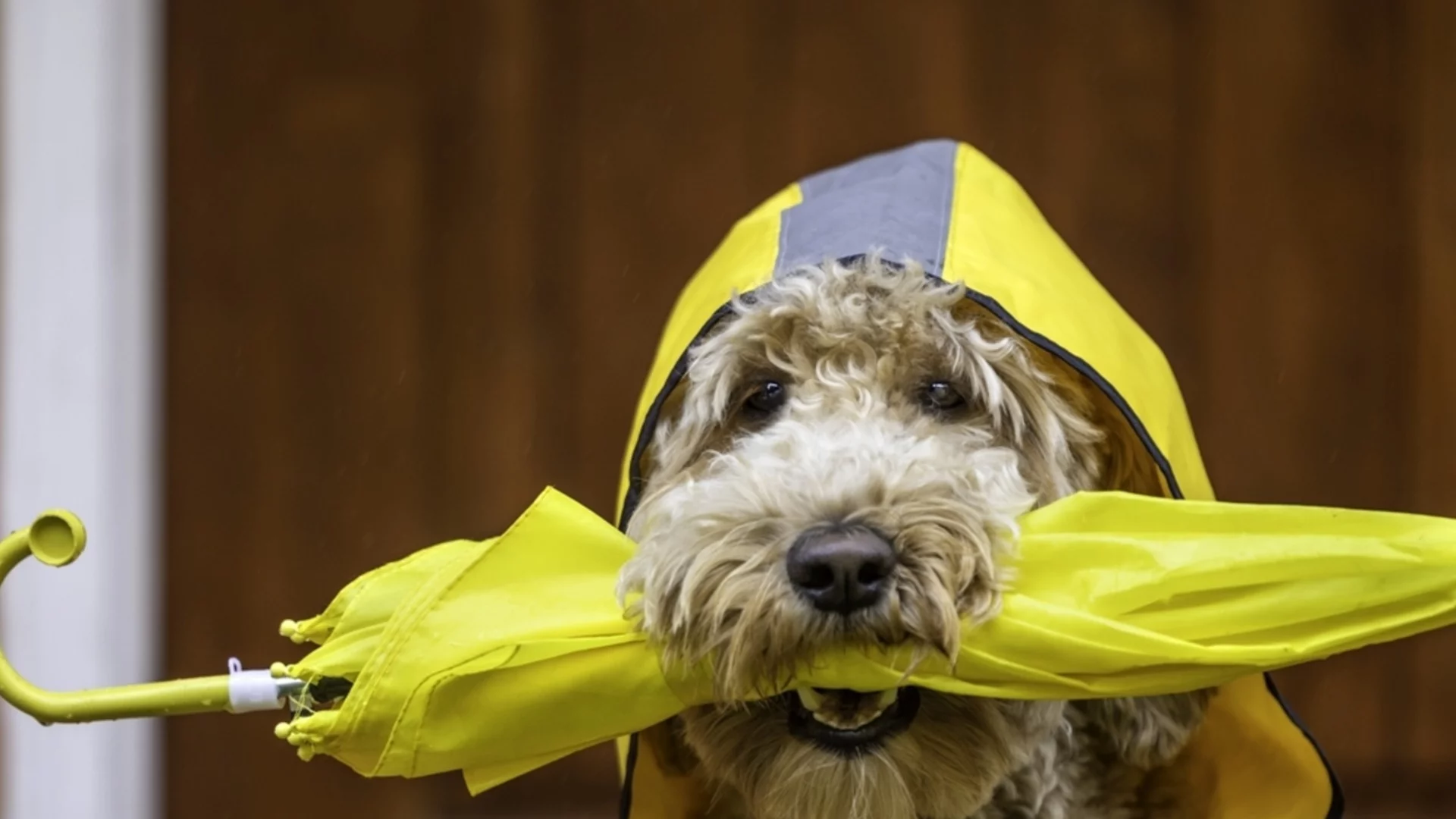 Новият месец започва с опасно предупреждение. Времето утре - 1 април 2026 г. (КАРТА)