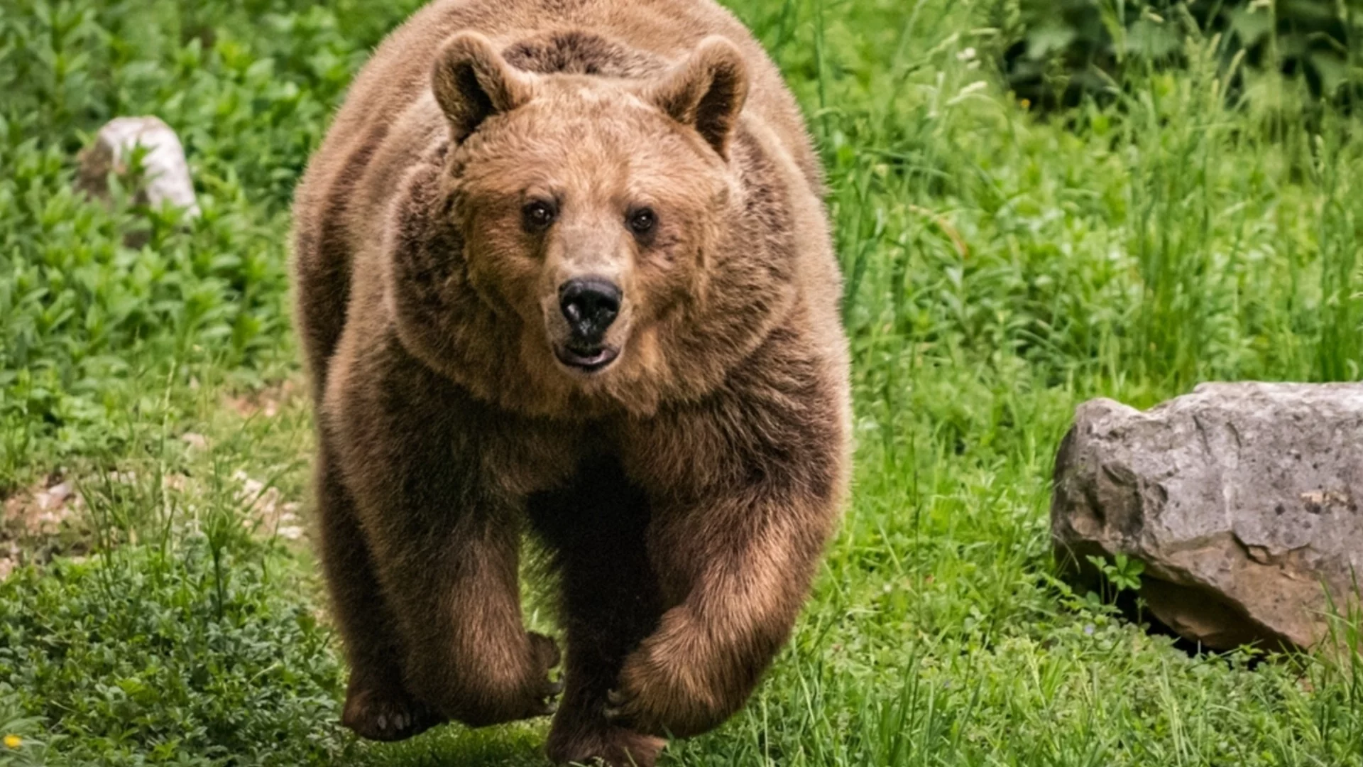 Смее ли някой да си вземе колата: Мечка се появи на паркинг в Северна Македония (ВИДЕО)
