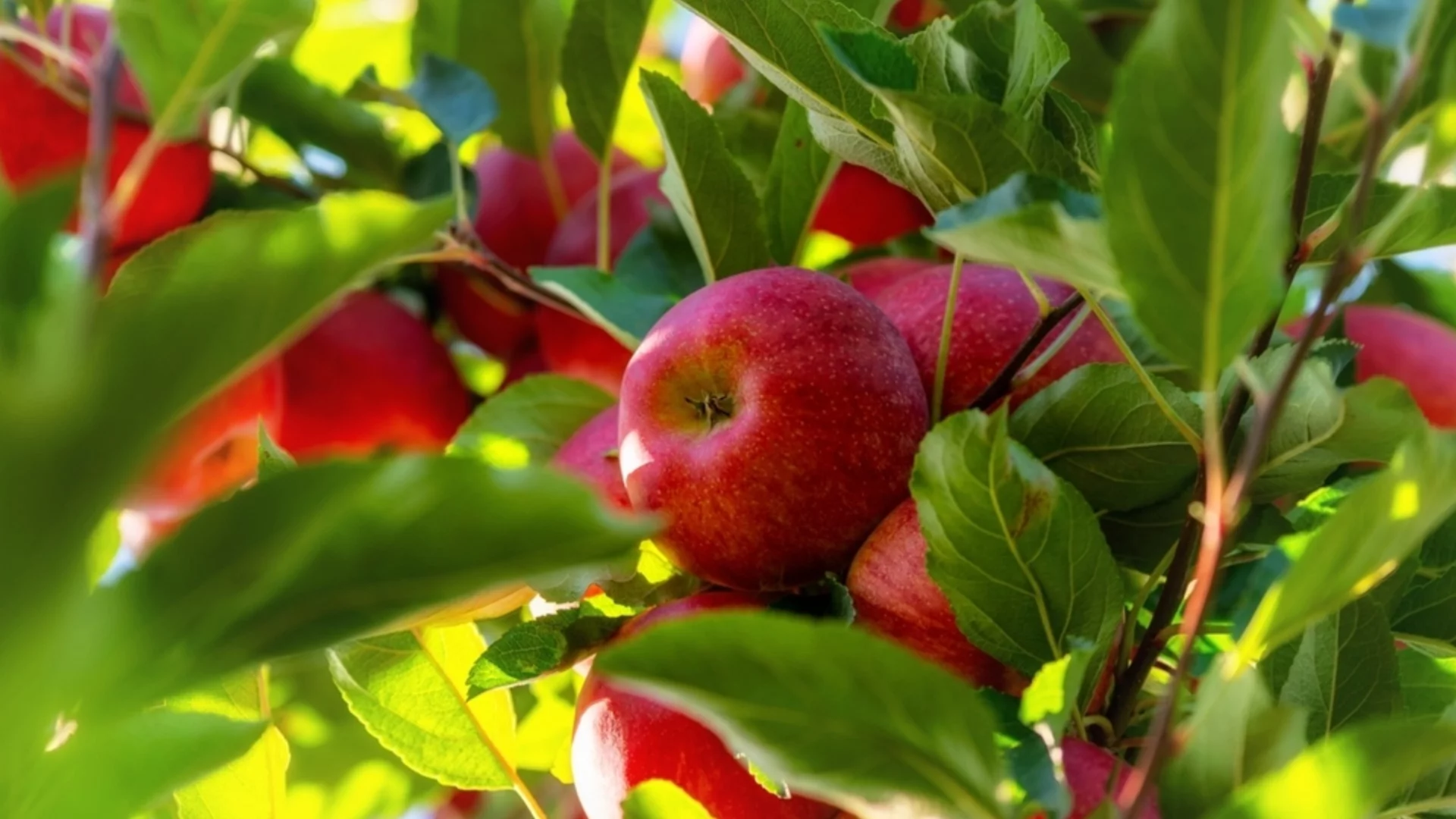 Подмладяване на старо ябълково дърво: Как да възстановите сладостта и размера на плодовете?