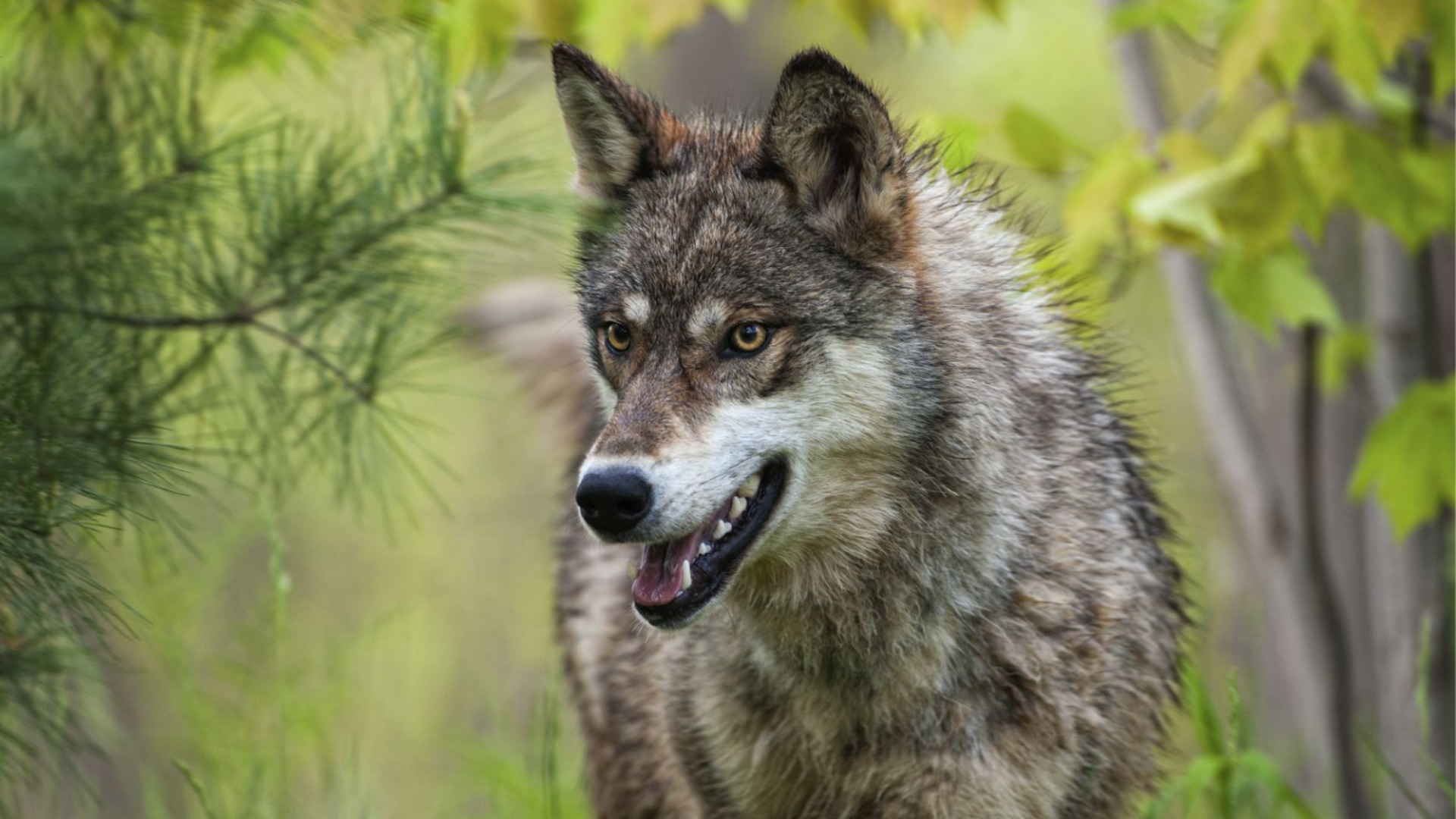 Неочаквана атака: Вълк ухапа жена в оживена зона