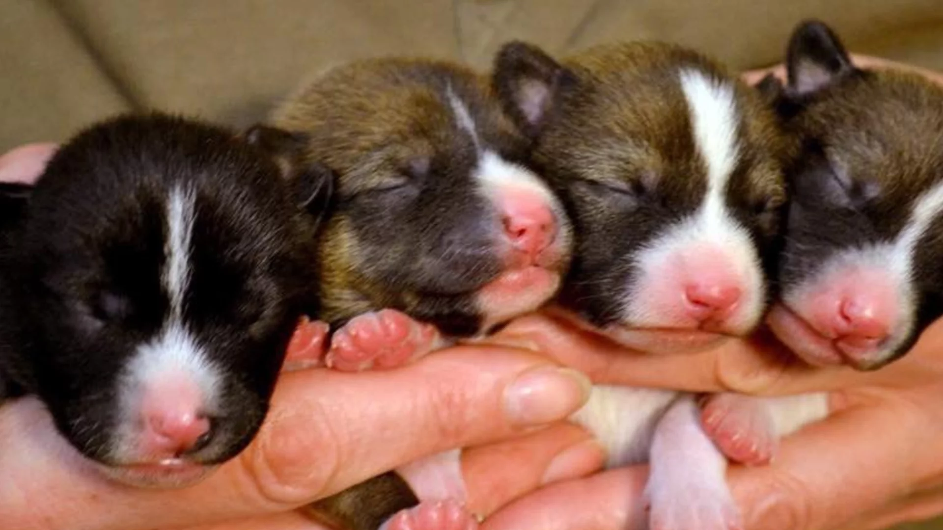 Пожарникари спасиха коте и три малки кученца 