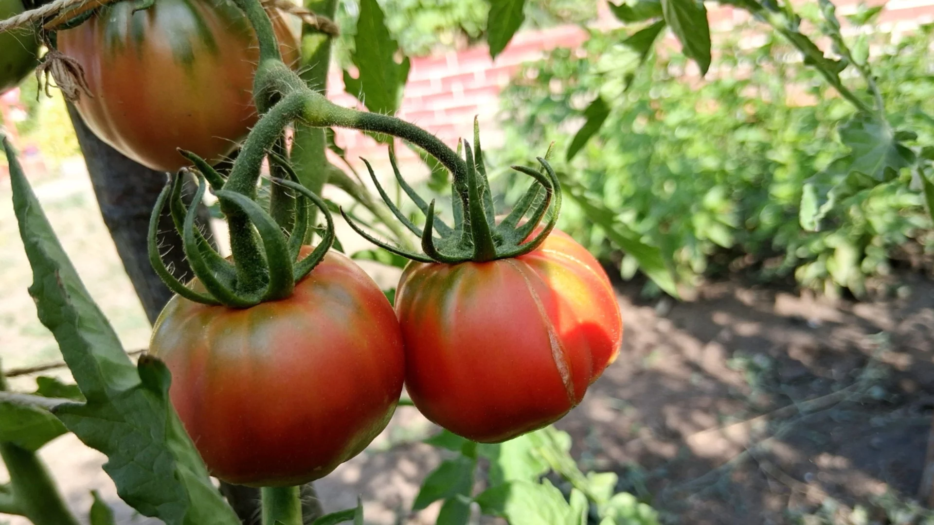 Как да разберем, че разсадът от домати е готов за засаждане