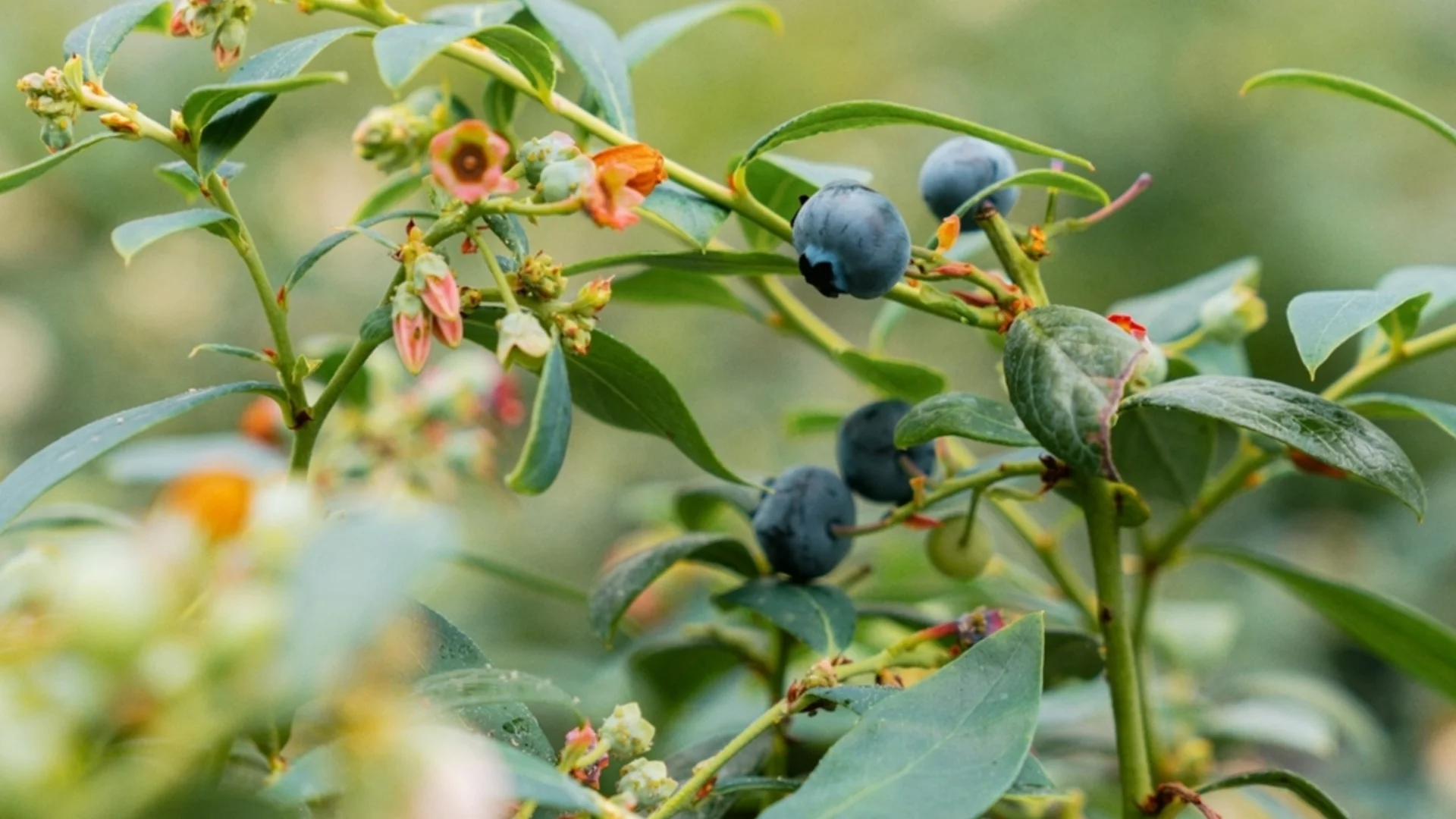 С метода „киселинен ров“ боровинките ви ще са големи колкото монети