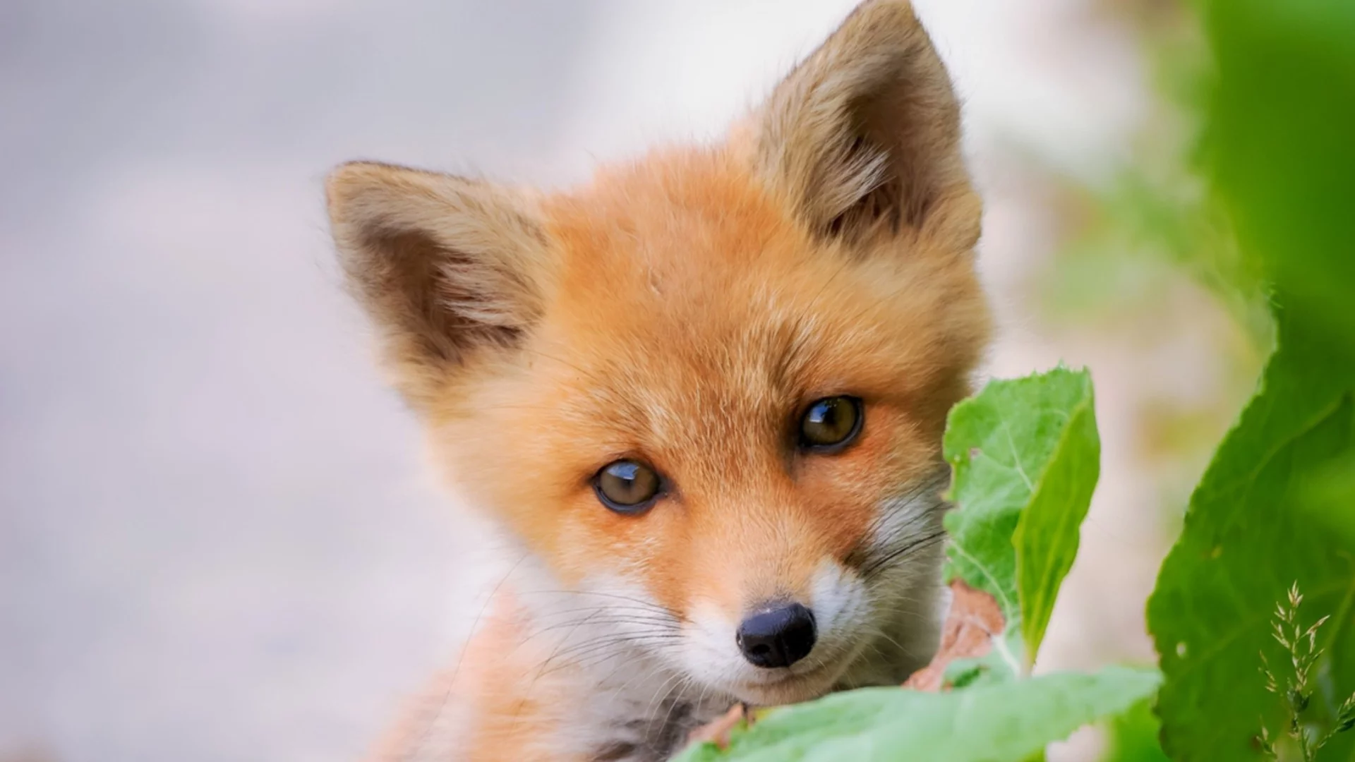 Утре Овен, Рак + още 2 зодии ще се правят на лисици, но ще ги хванат като пилци