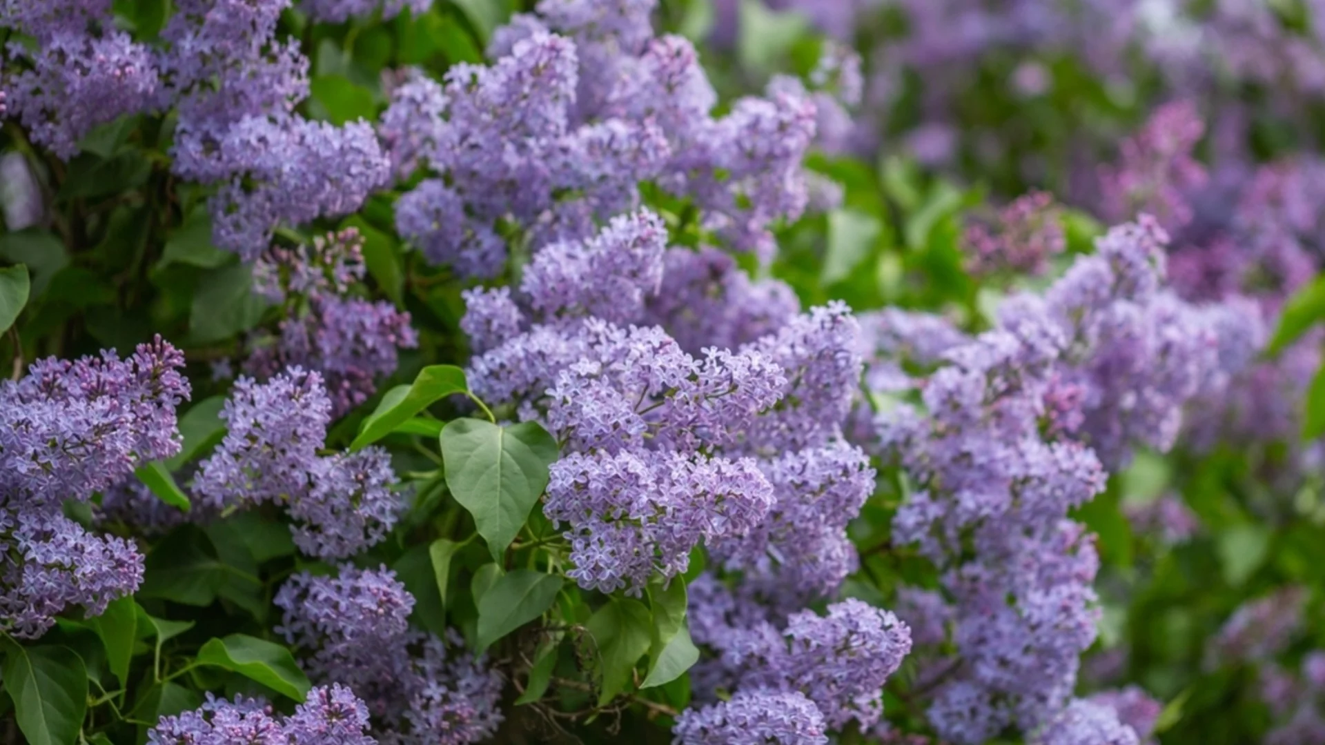 Растения, които никога не бива да подрязвате през пролетта