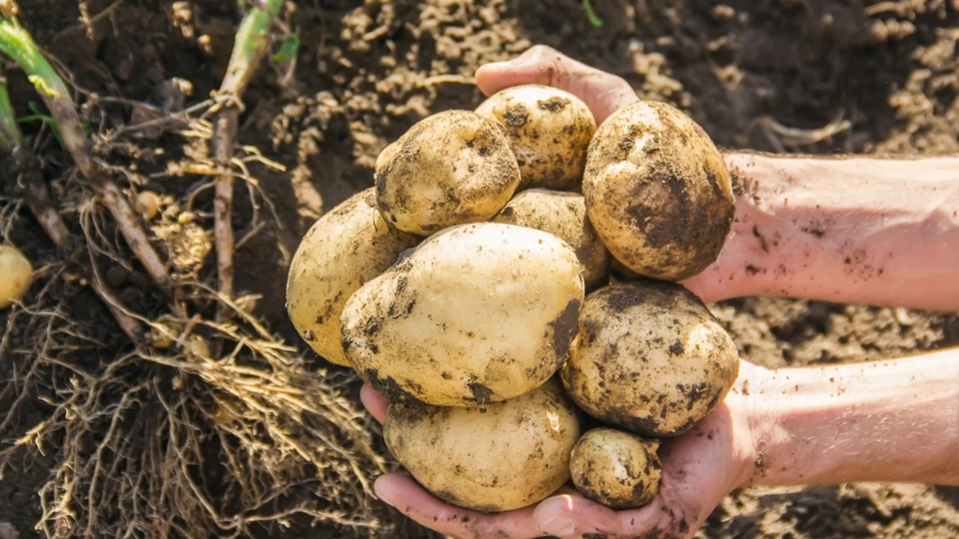 Колко години може да засаждате картофи на едно и също място в градината си?