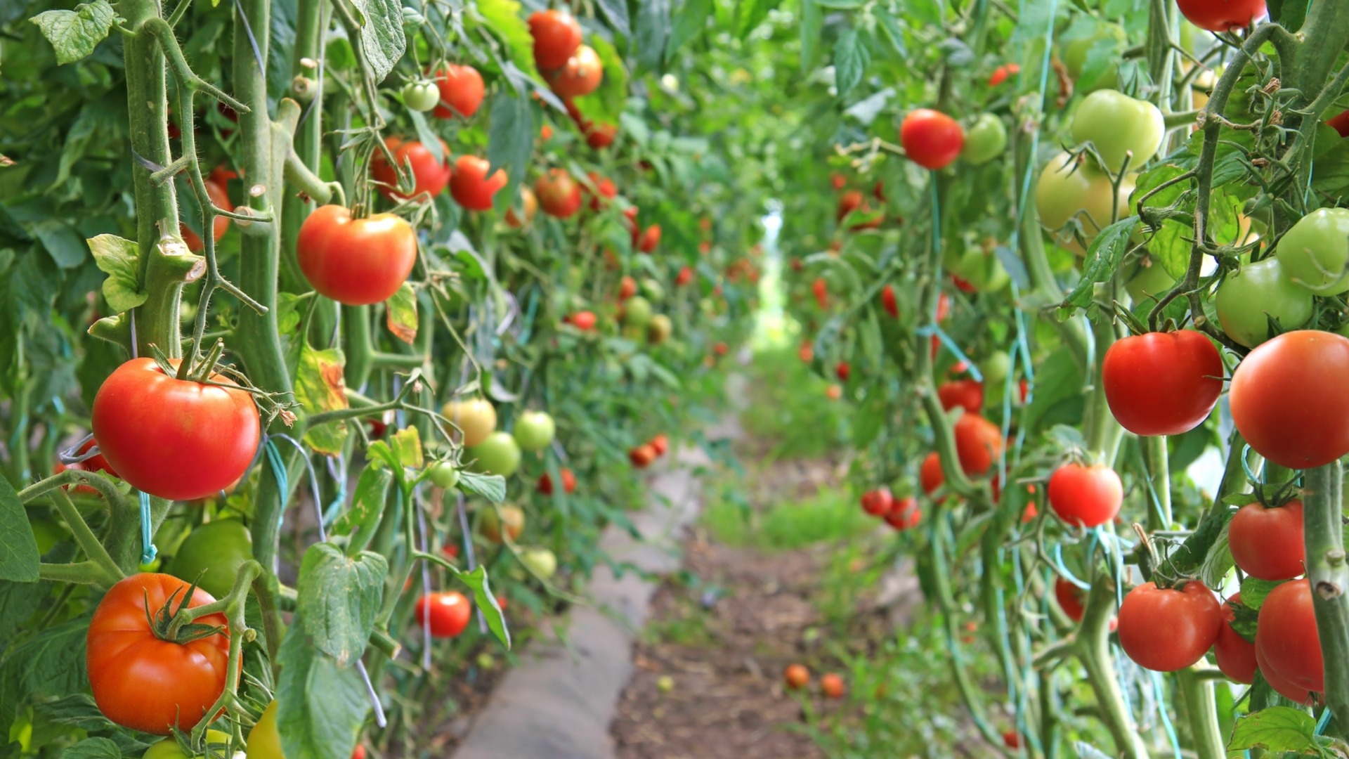 Как да закалим разсада от домати преди засаждане навън
