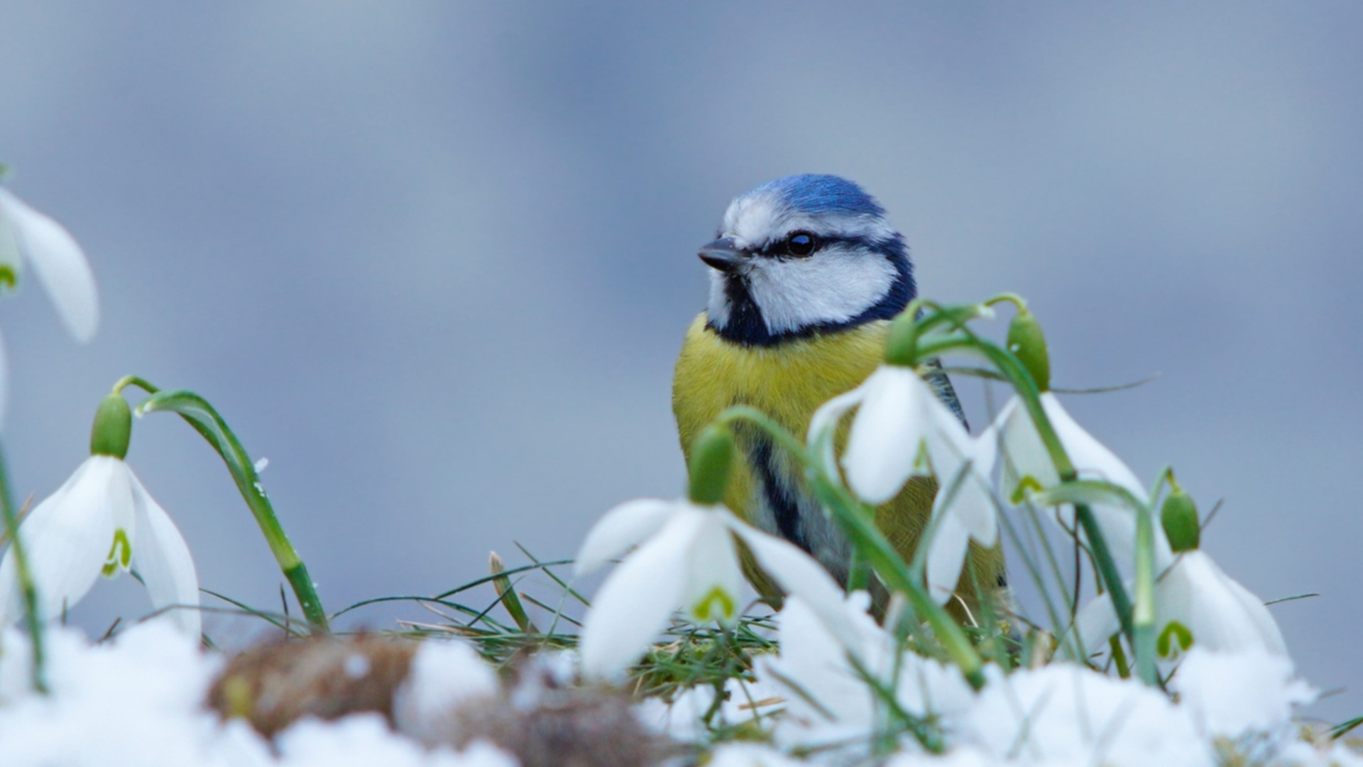 Птичето на късмета си е избрало тези 3 зодии за месец април