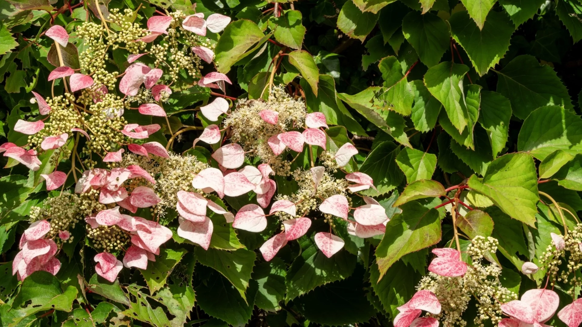 Японска хортензия: Обича сянка и е дори по-зрелищна от градинската