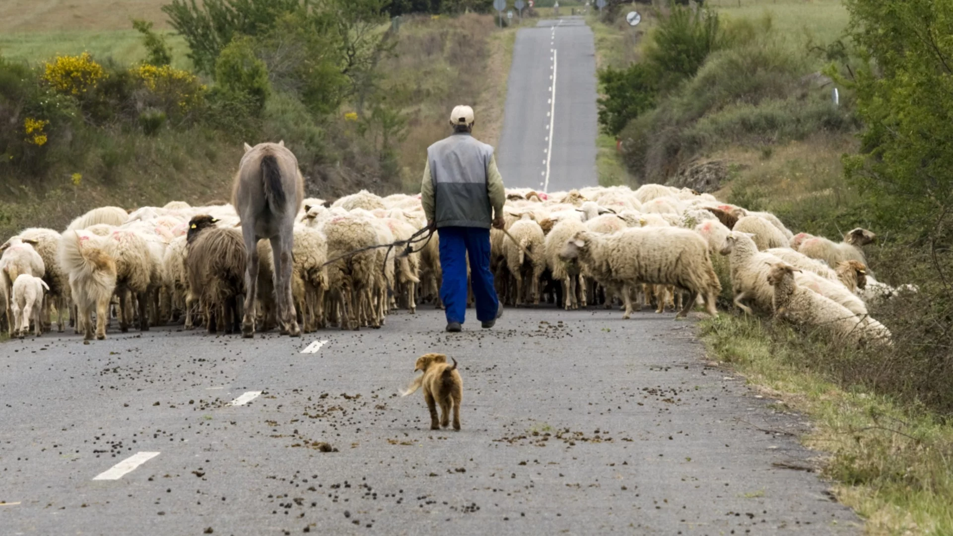 БАБХ бие тревога: Риск от шап при великденските пътувания