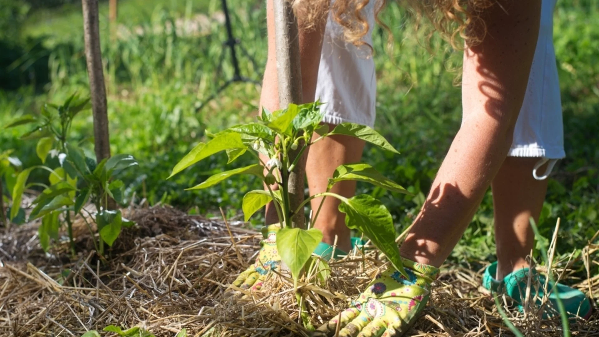 Най-доброто време за мулчиране на градината ви, за да спрете плевелите, преди да започнат