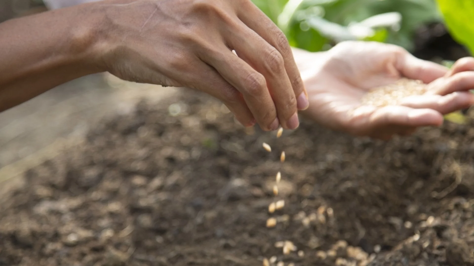 Лунен календар за градинари за април 2026: Кои са най-добрите дни за засаждане на растения за богата реколта