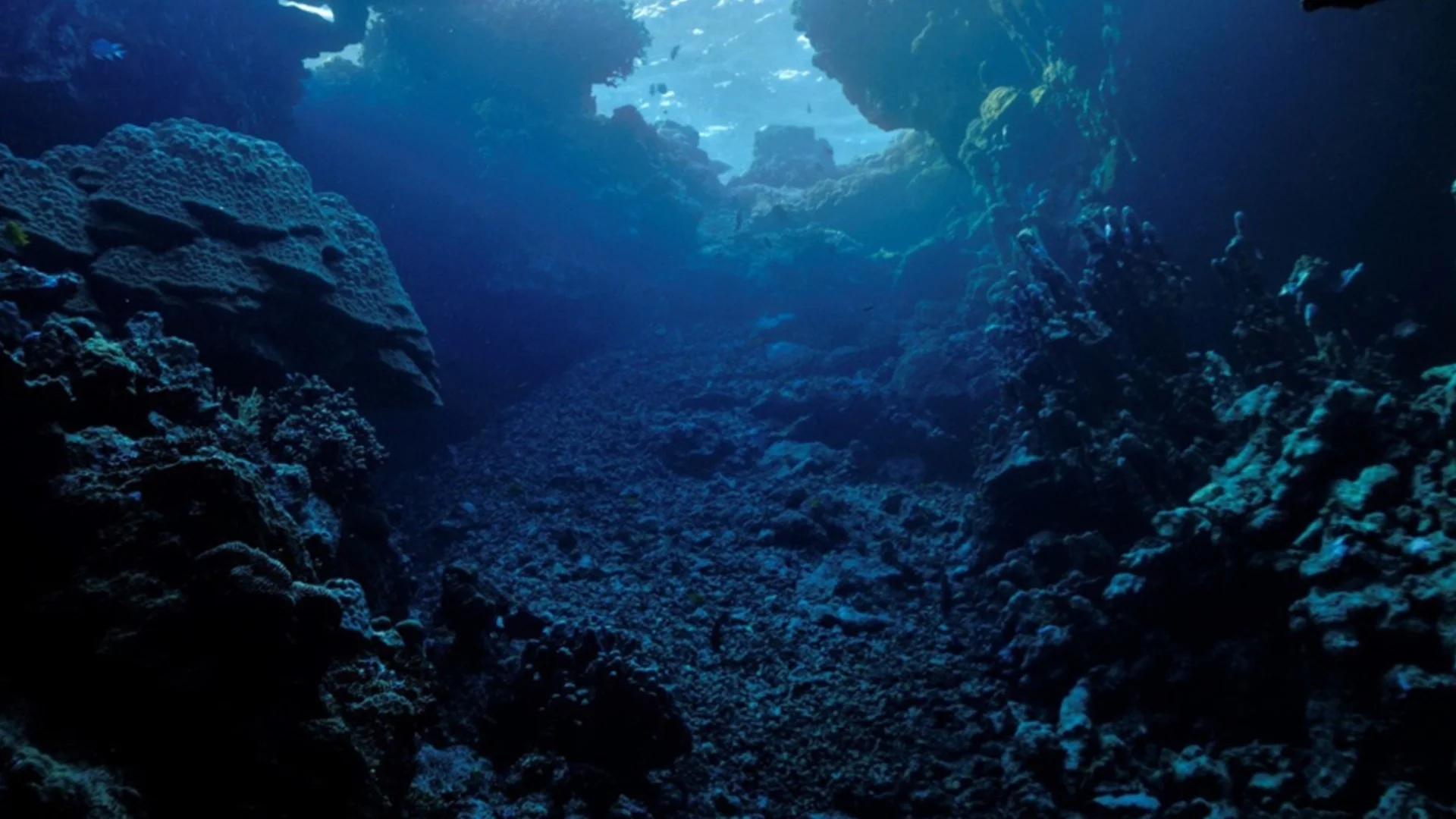 Учени  разгадаха мистерията с хилядите "златни" яйца на дъното на океана