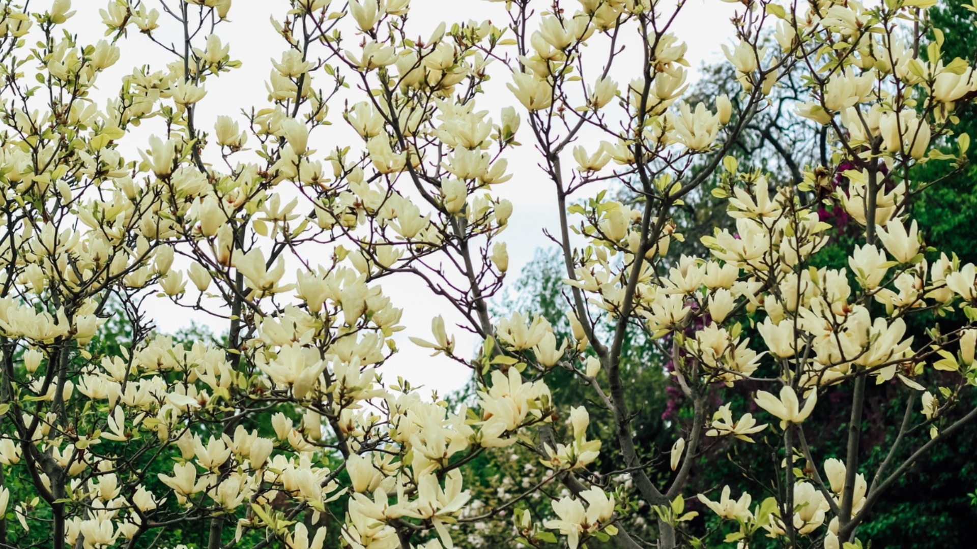 Жълтоцветна магнолия: Кои са най-красивите сортове и как да се грижите за тях