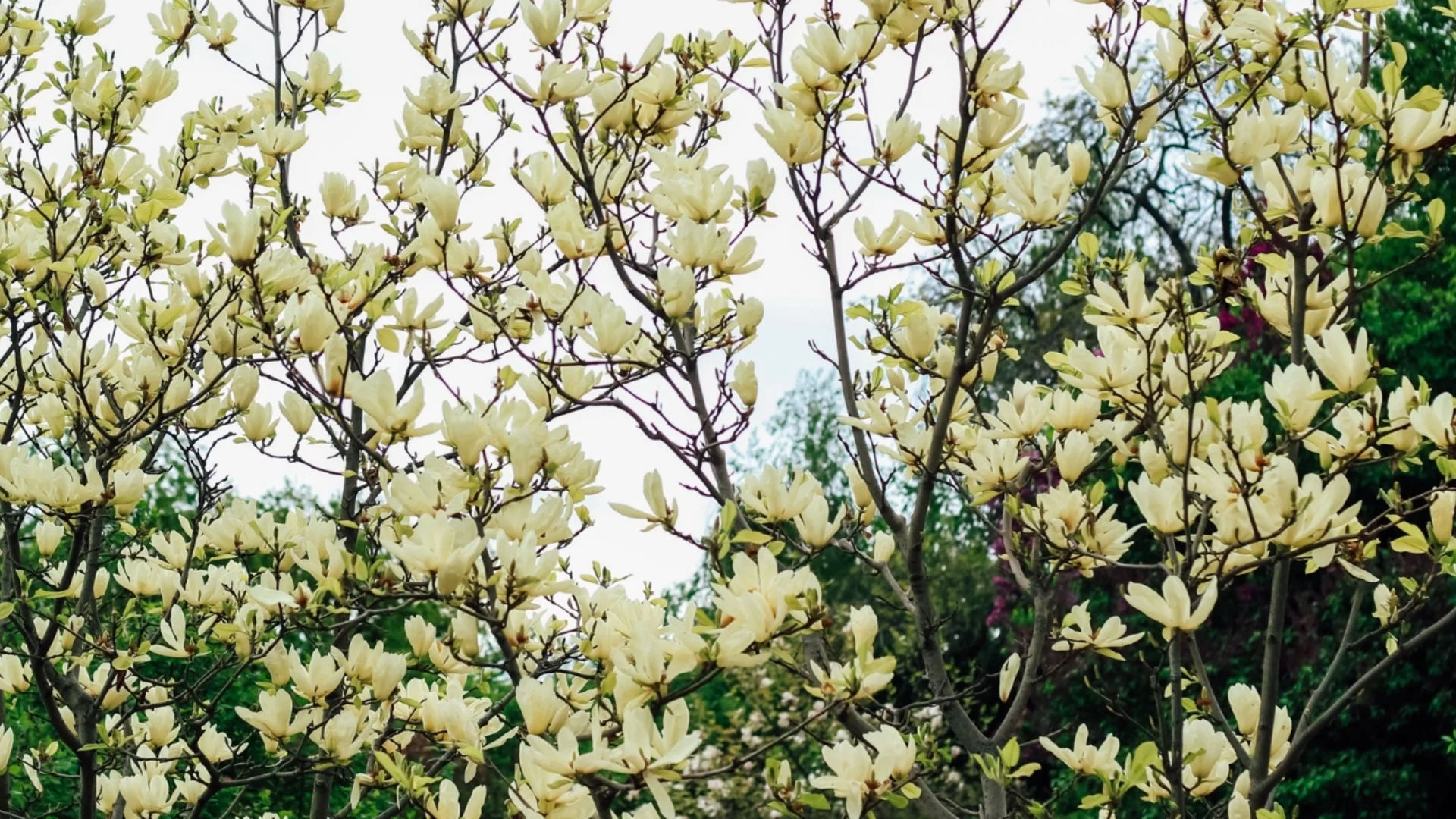 Жълтоцветна магнолия: Кои са най-красивите сортове и как да се грижите за тях