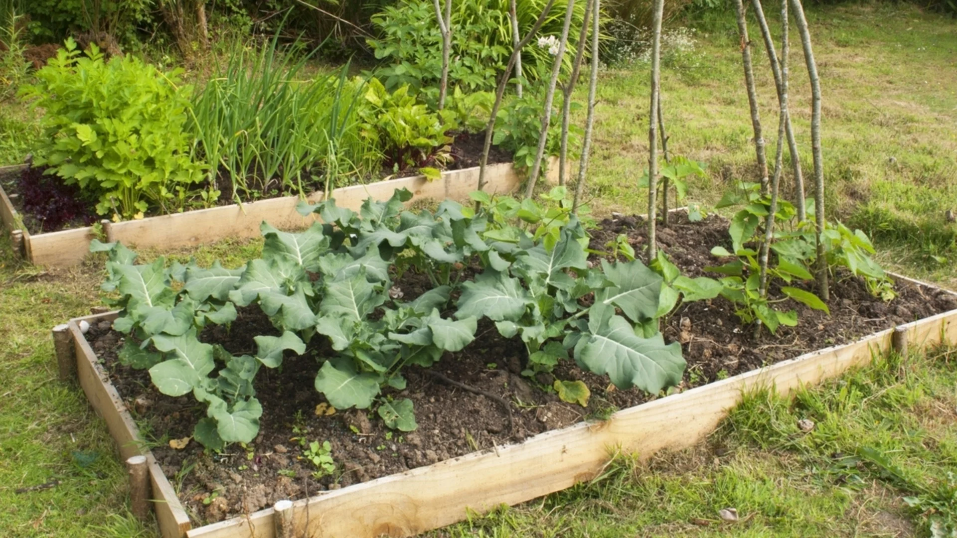 Колко често трябва да добавяте нова почва към градинските си лехи?