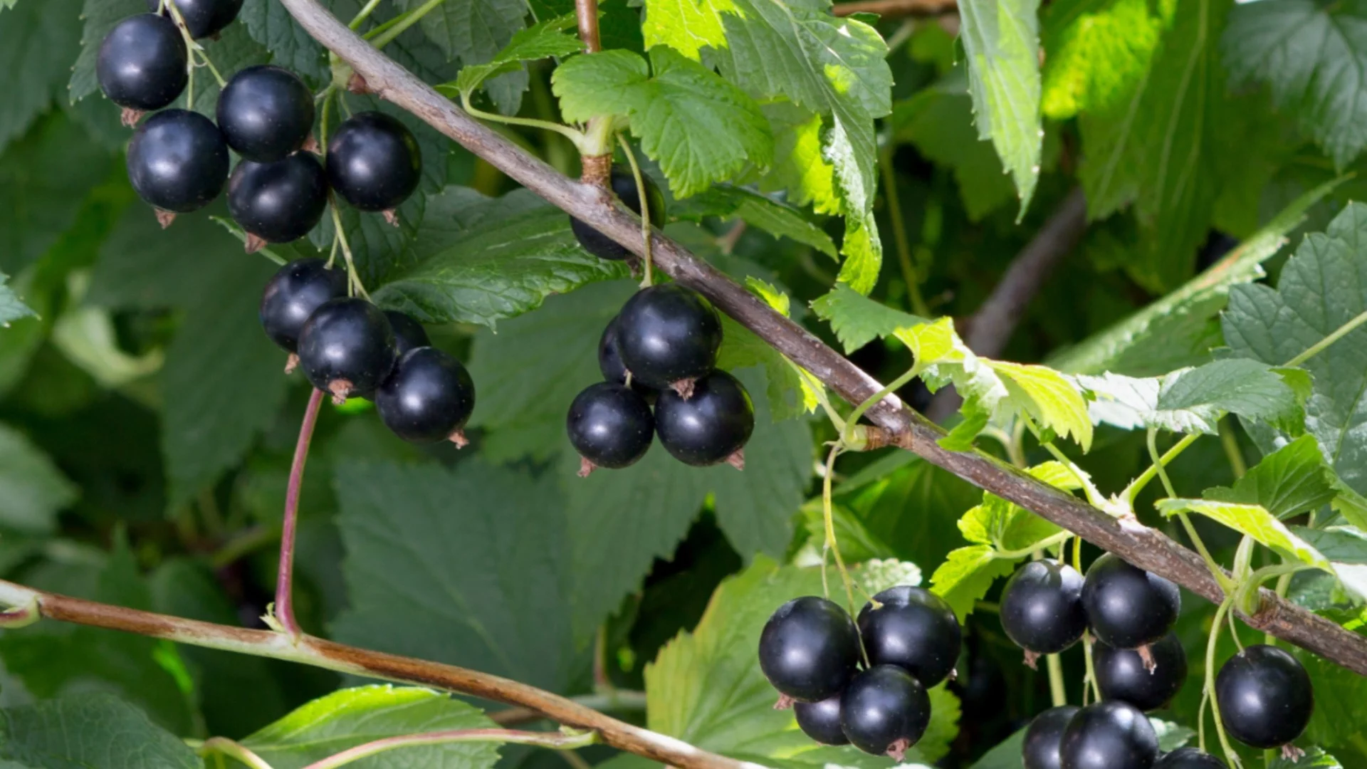 Забравете за малките кисели плодчета - този сорт касис ражда с големина на череша и десертен вкус