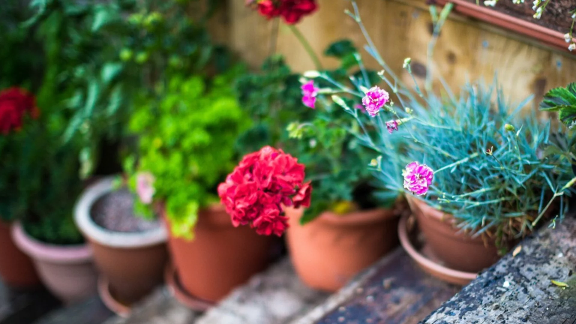 Как да освежите почвата в саксиите за пролетта - без да изпразвате саксията