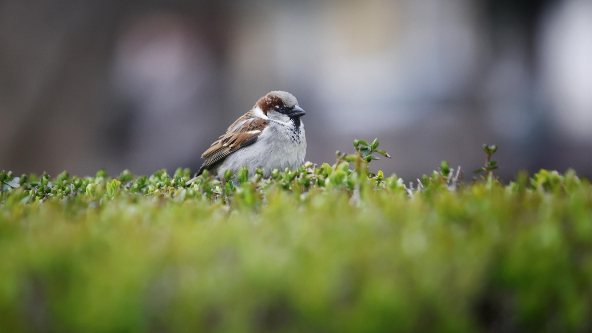 Прогноза за времето - 3 април 2026 г. (петък)