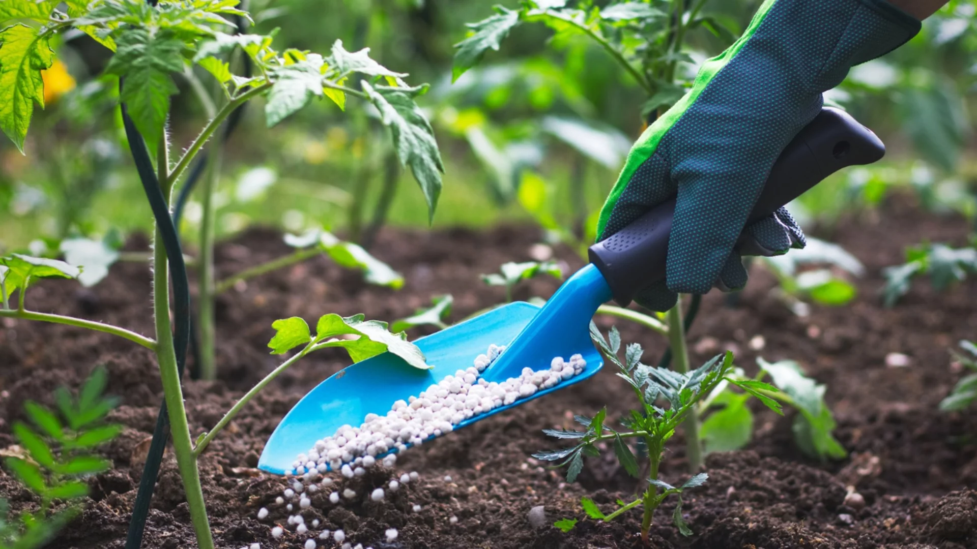 Трябва ли първо да мулчирате или да торите? Редът е по-важен, отколкото си мислите