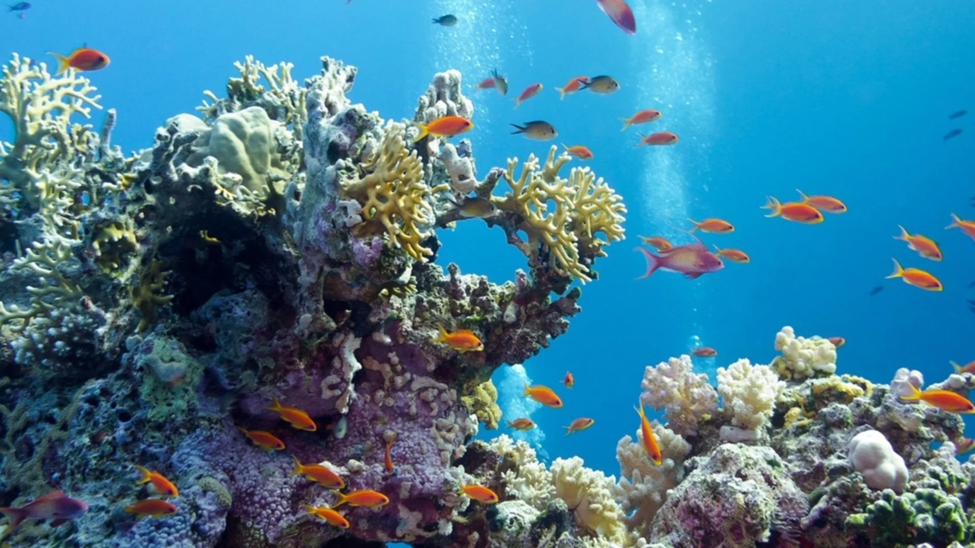 Повече от 20 неизвестни досега вида морски обитатели са открити в дълбините на Тихия океан