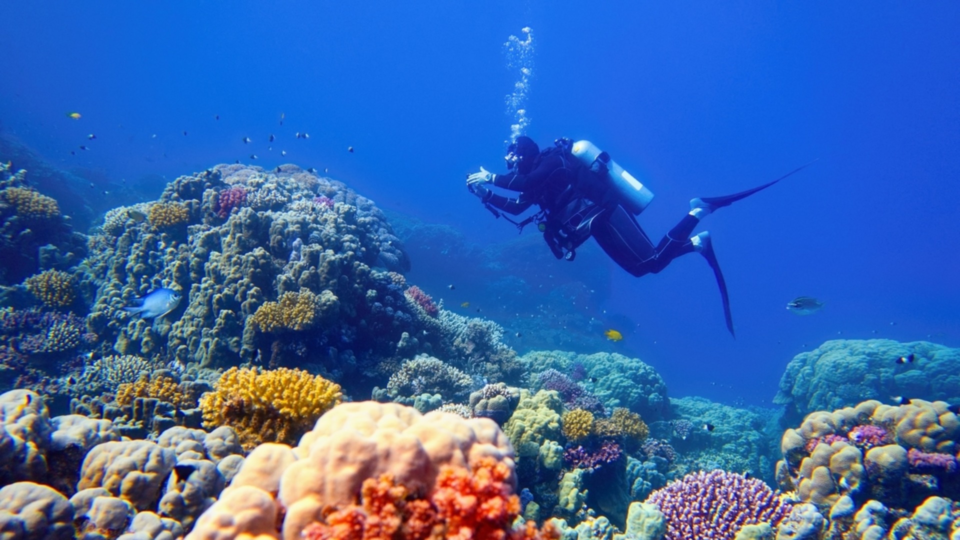 Непознат морски свят: Учени откриха над 110 нови дълбоководни вида