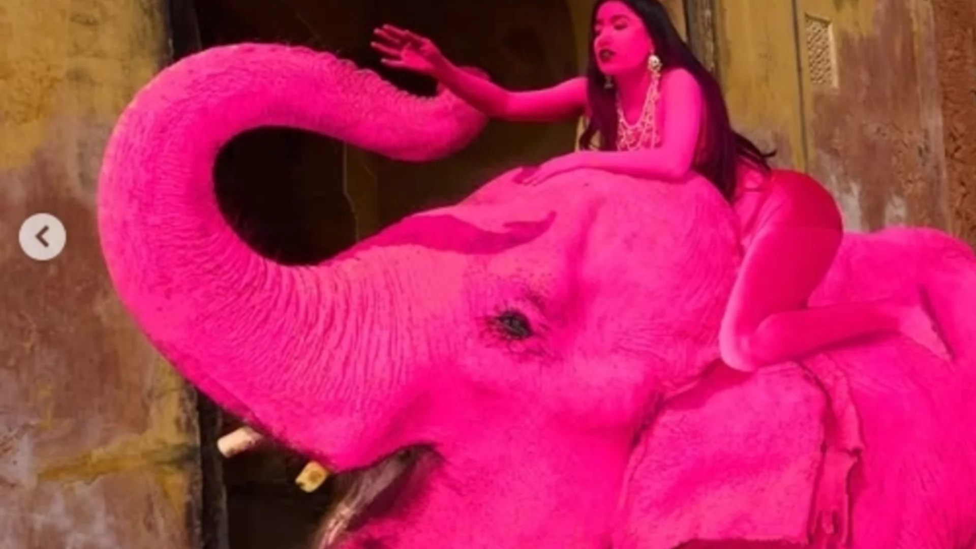 Разследват смъртта на слон в Индия след като заради каприз на рускиня бил боядисан в розово (СНИМКИ, ВИДЕО)