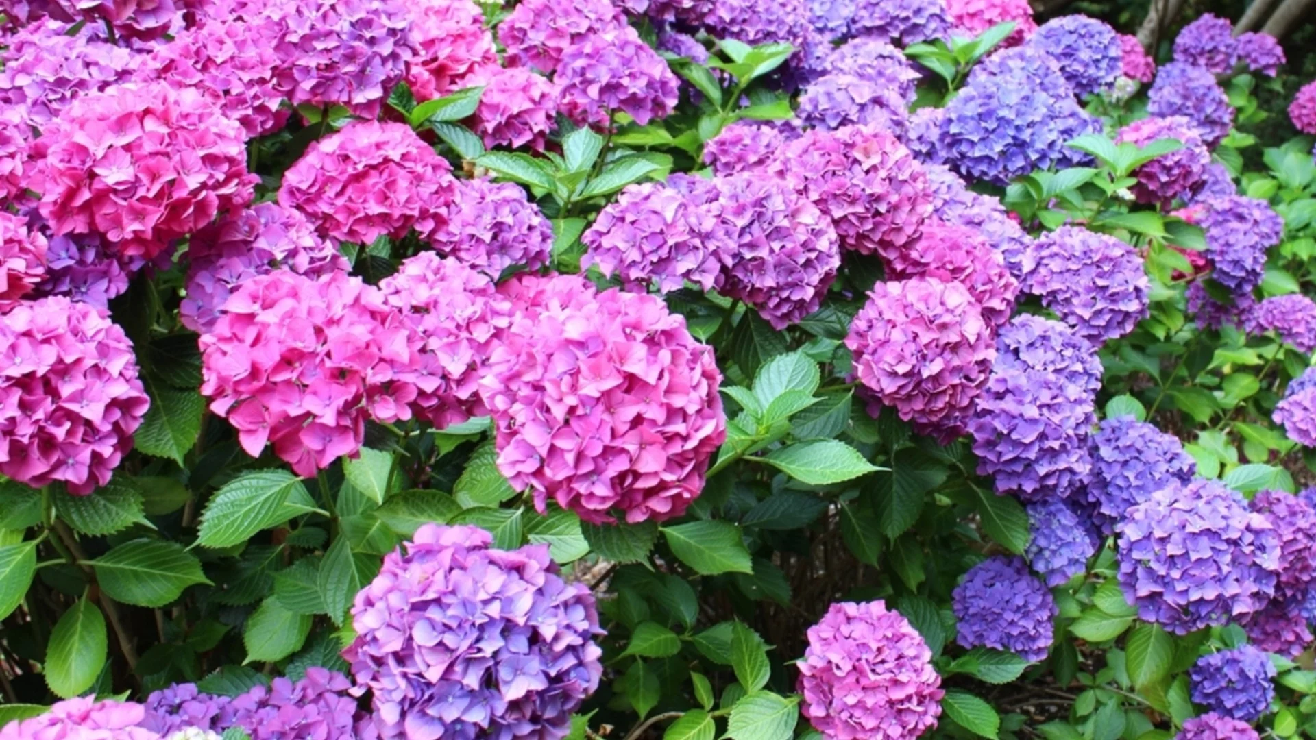 Как да подрежете хортензията, така че да расте пълна и храстовидна