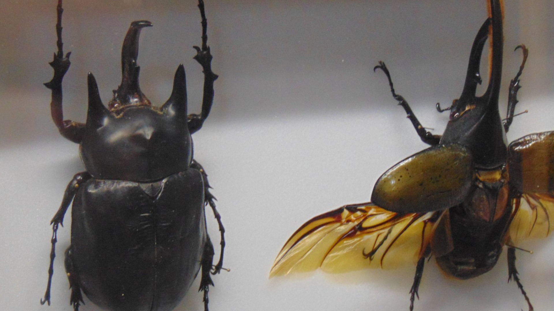 Учени бият тревога: Гигантски насекоми превземат Европа