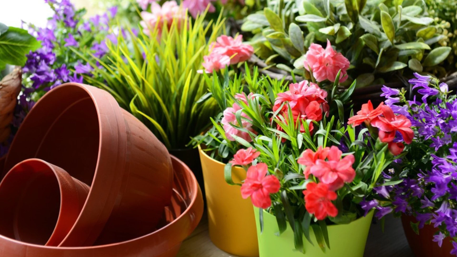 Защо винаги трябва да почиствате саксиите за растения, преди да ги използвате повторно