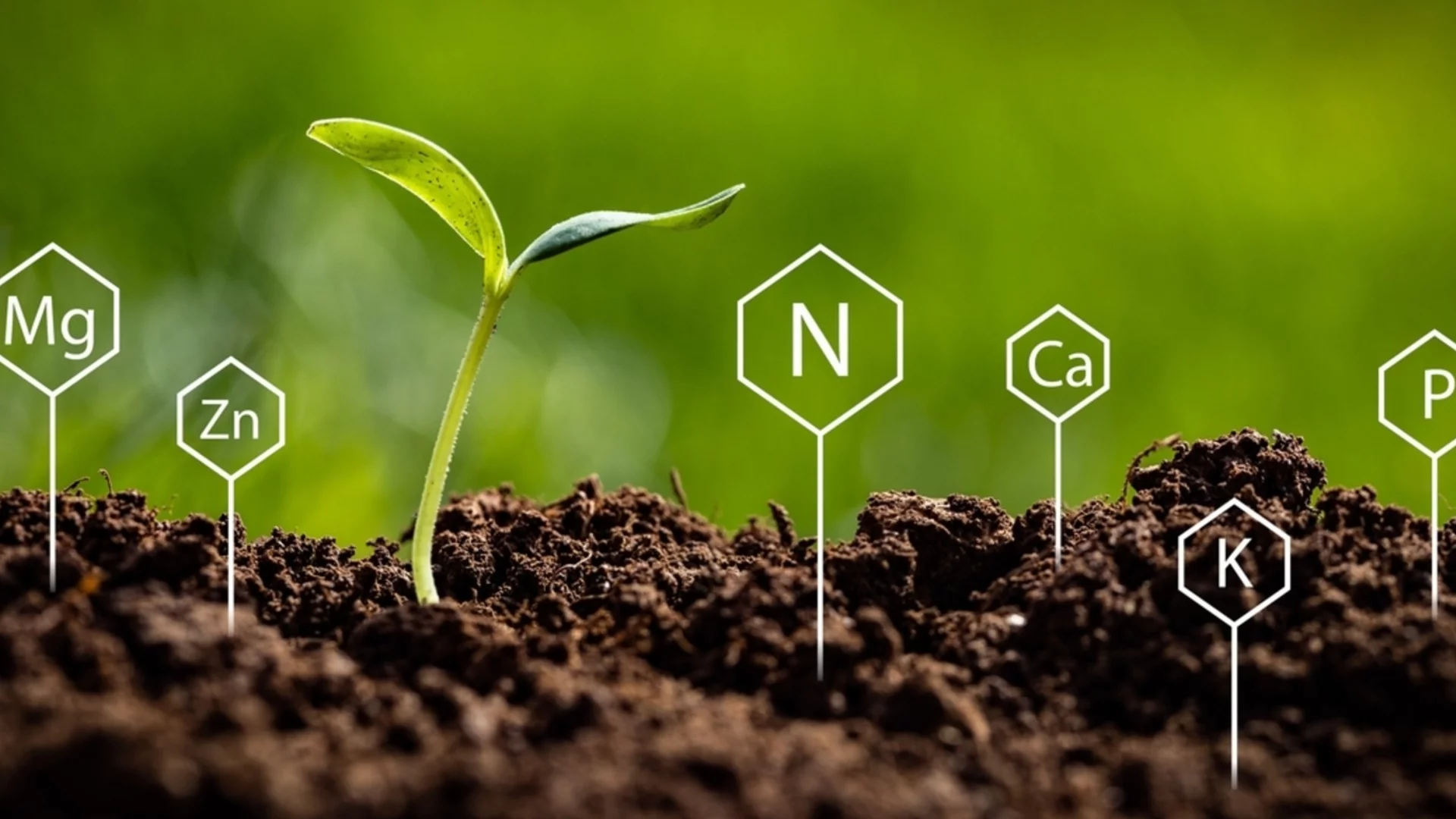 7 предупредителни знака, че в почвата ви липсват хранителни вещества - и как да го поправите