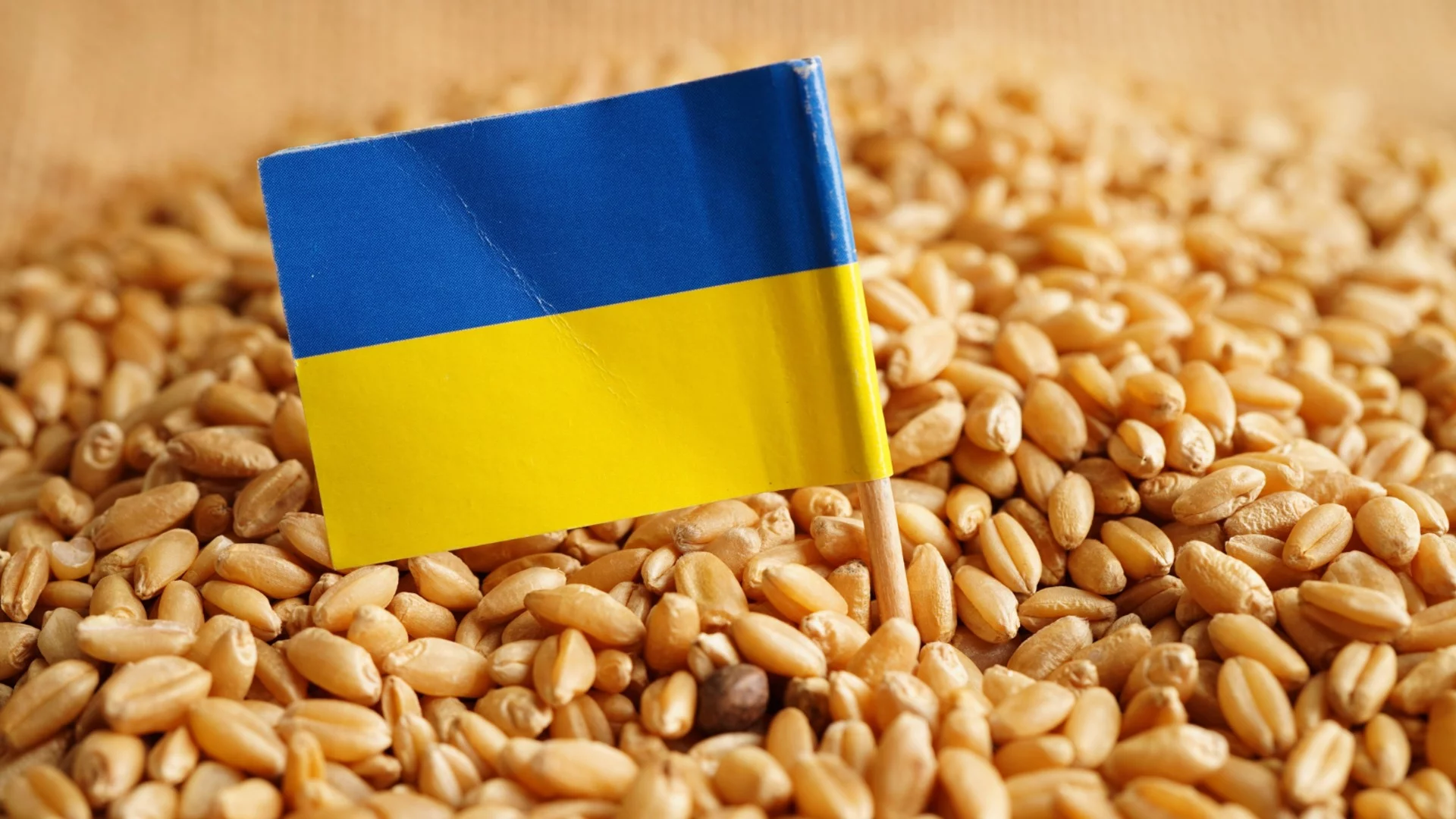 Египет спира вноса на зърно от окупираните украински територии