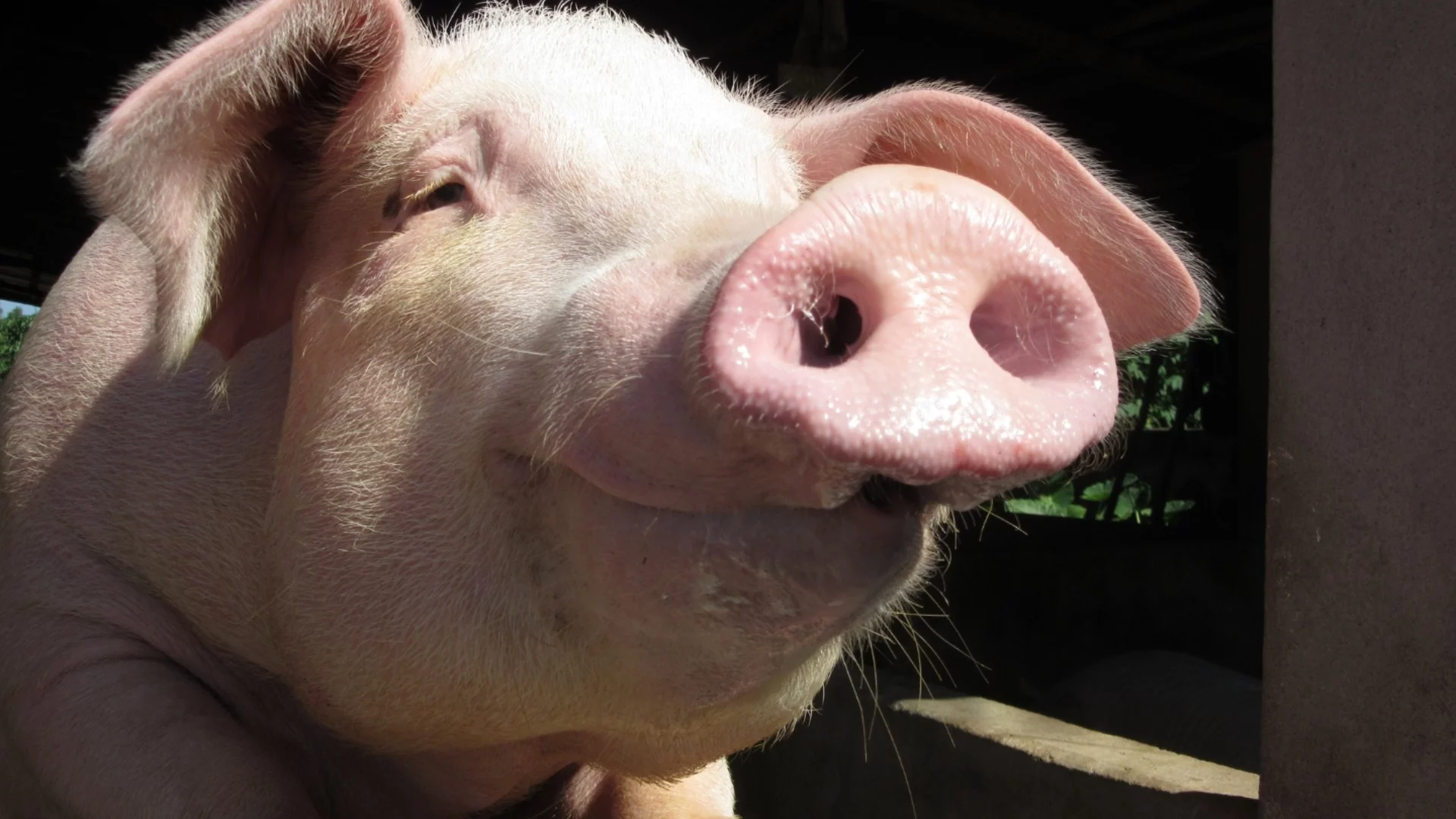 Звучи невероятно, но работи: Свинска семенна течност влиза в битката с болестта на Алцхаймер