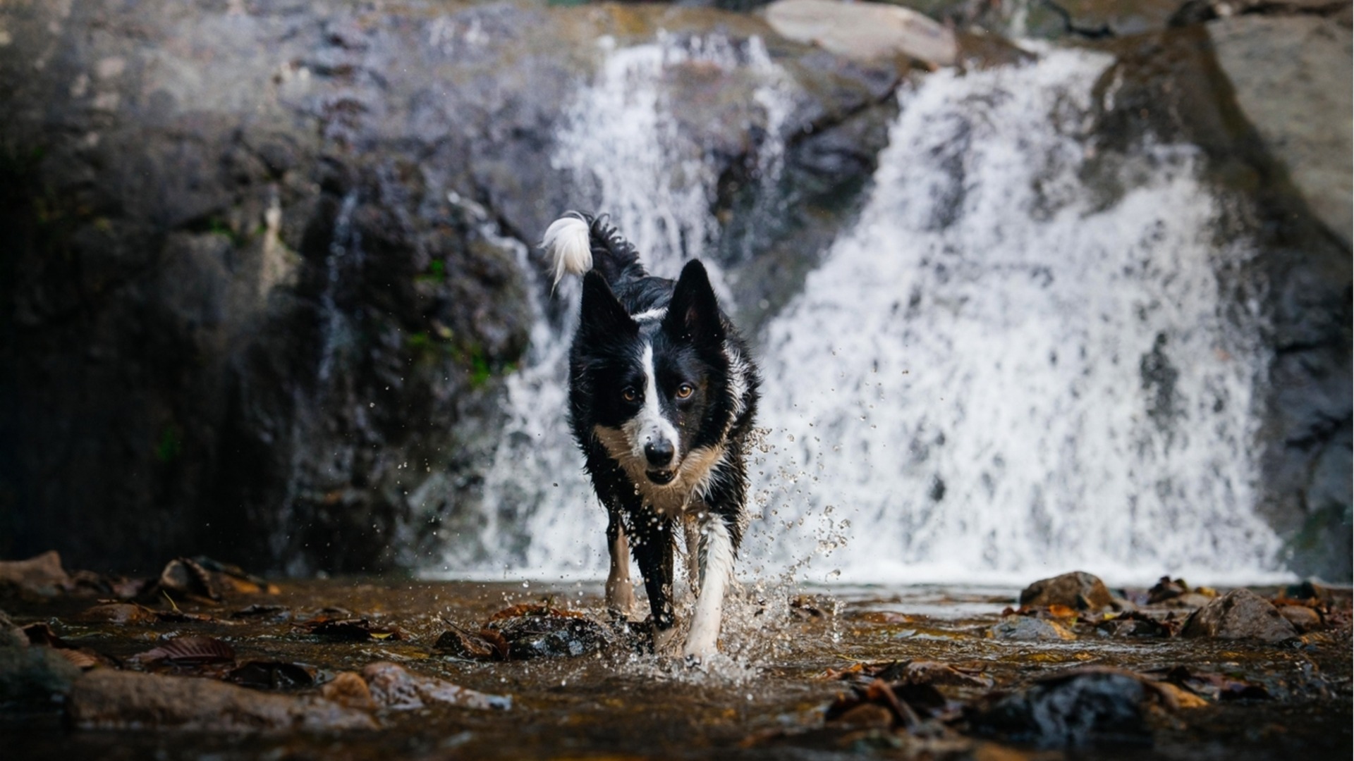 Откриха изчезнало куче след падане край водопад: ВИДЕО от спасителната акция с хеликоптер