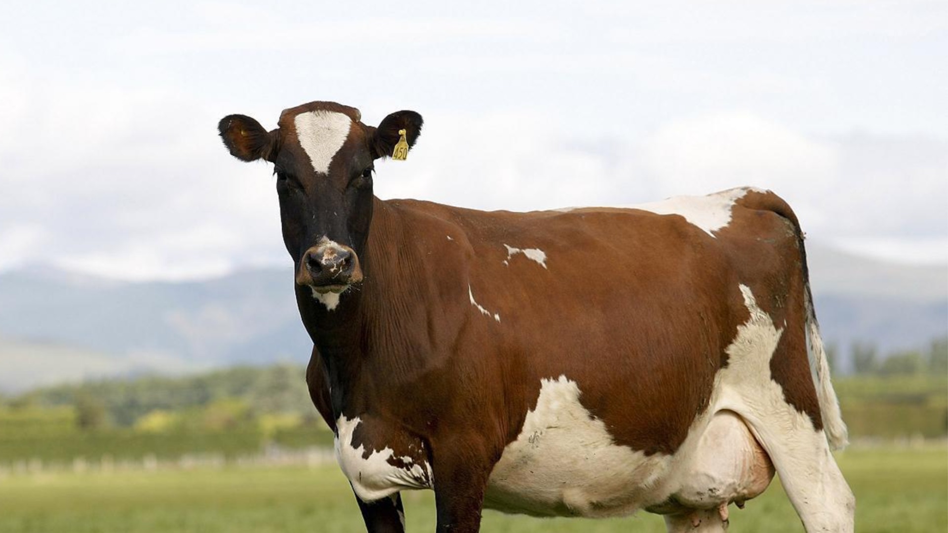 Съмнения за луда крава в Русия: Ситуацията с вноса на руско телешко в България