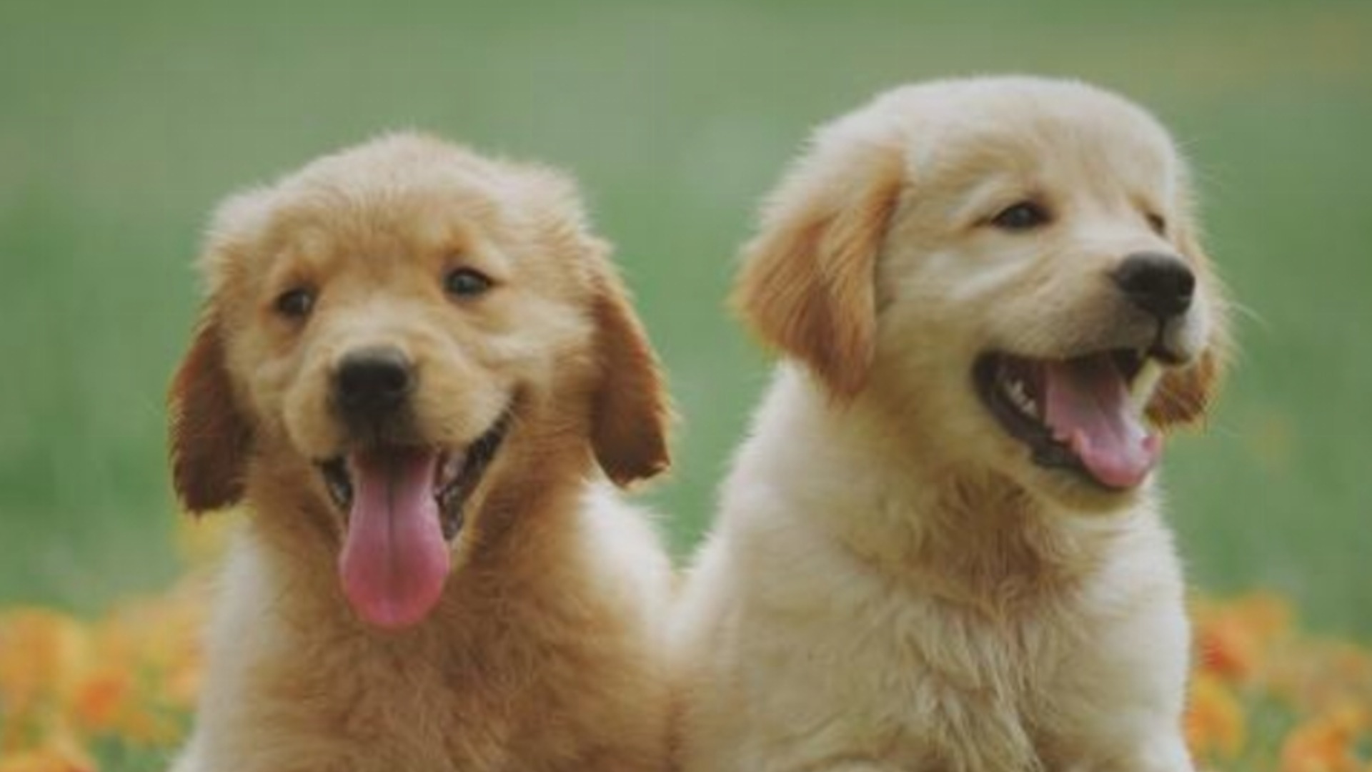 Ето в коя държава двойките могат да се съдят за попечителство над домашни любимци