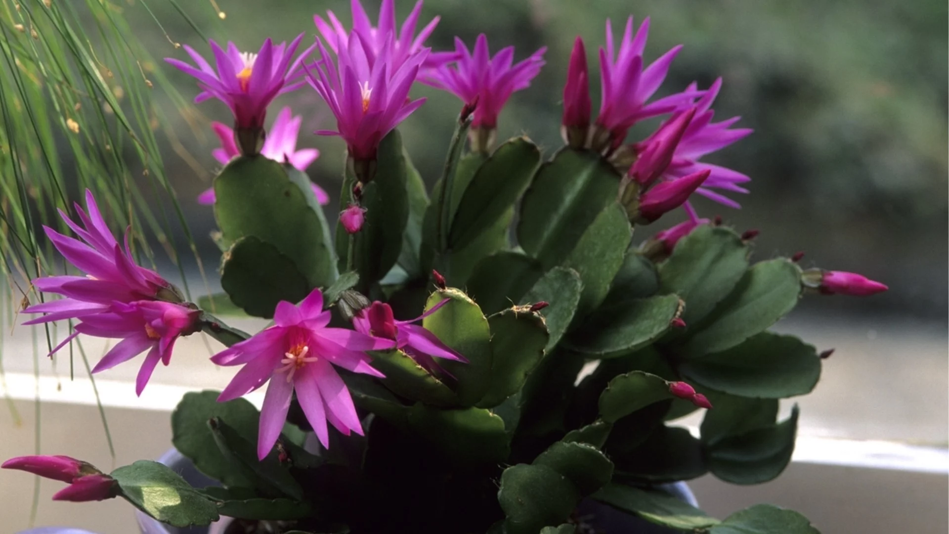 Направете това с великденски кактус през април за огромни цветове