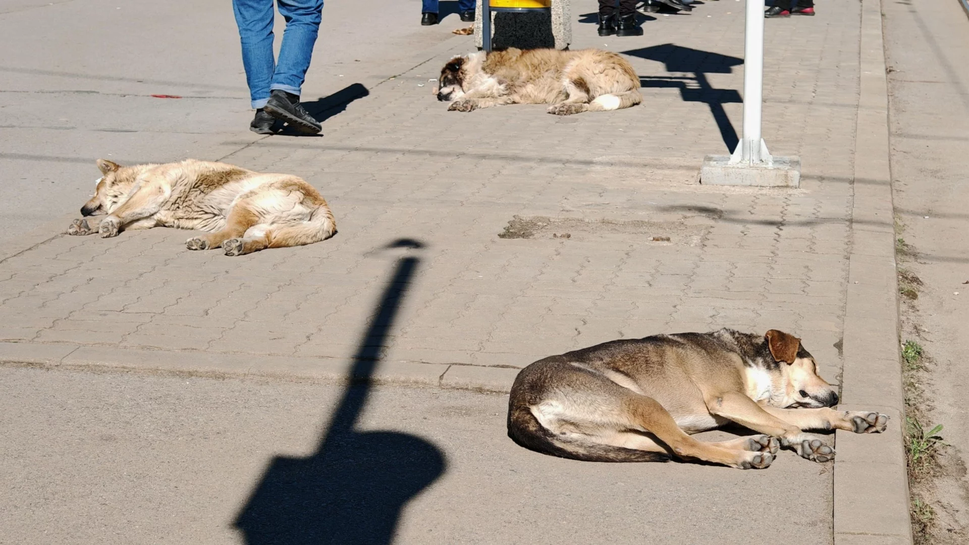 София с рекордно нисък брой бездомни кучета