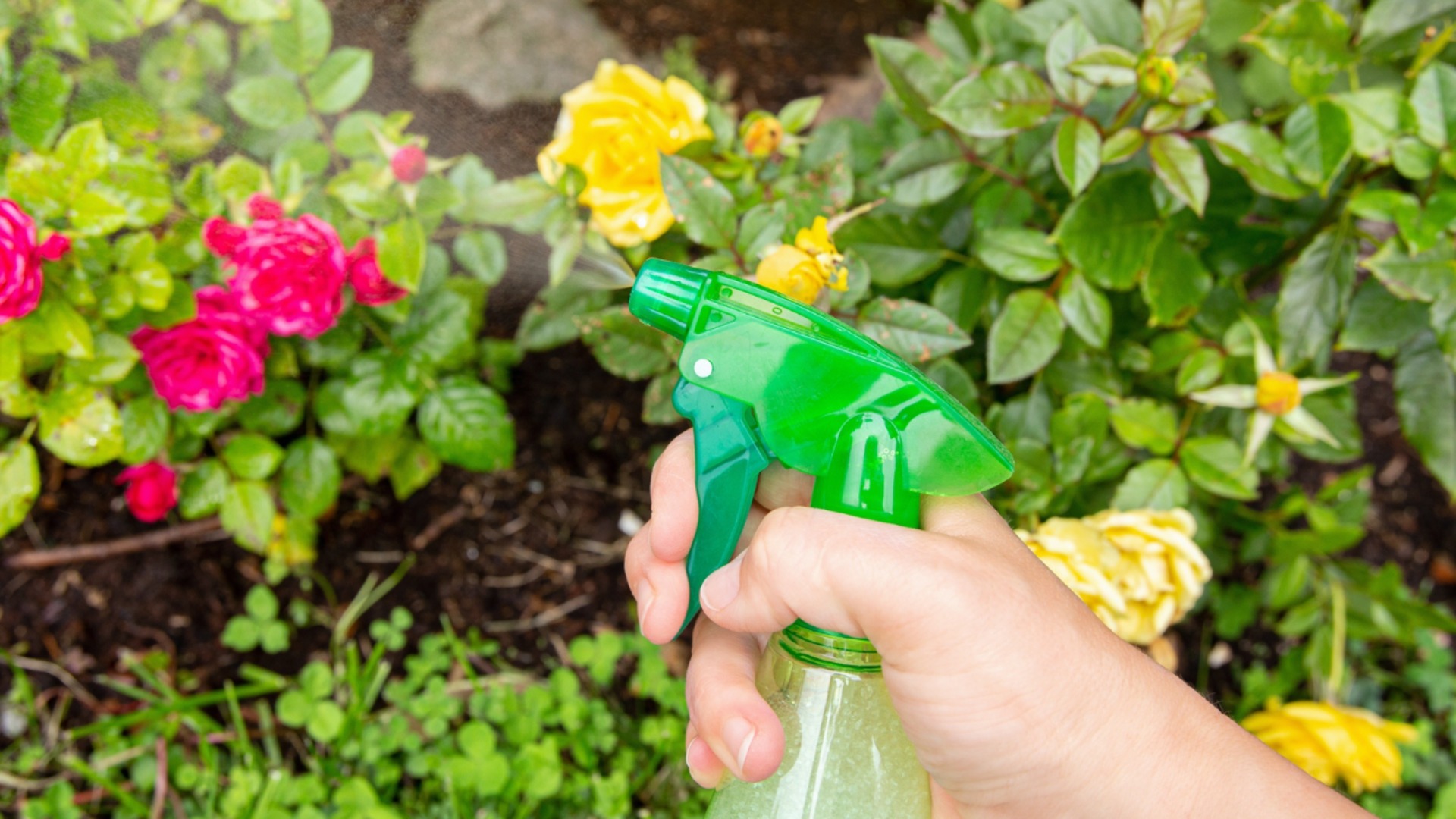 Как да използвате масло от нийм, за да спасите растенията си от листни въшки и гъбички