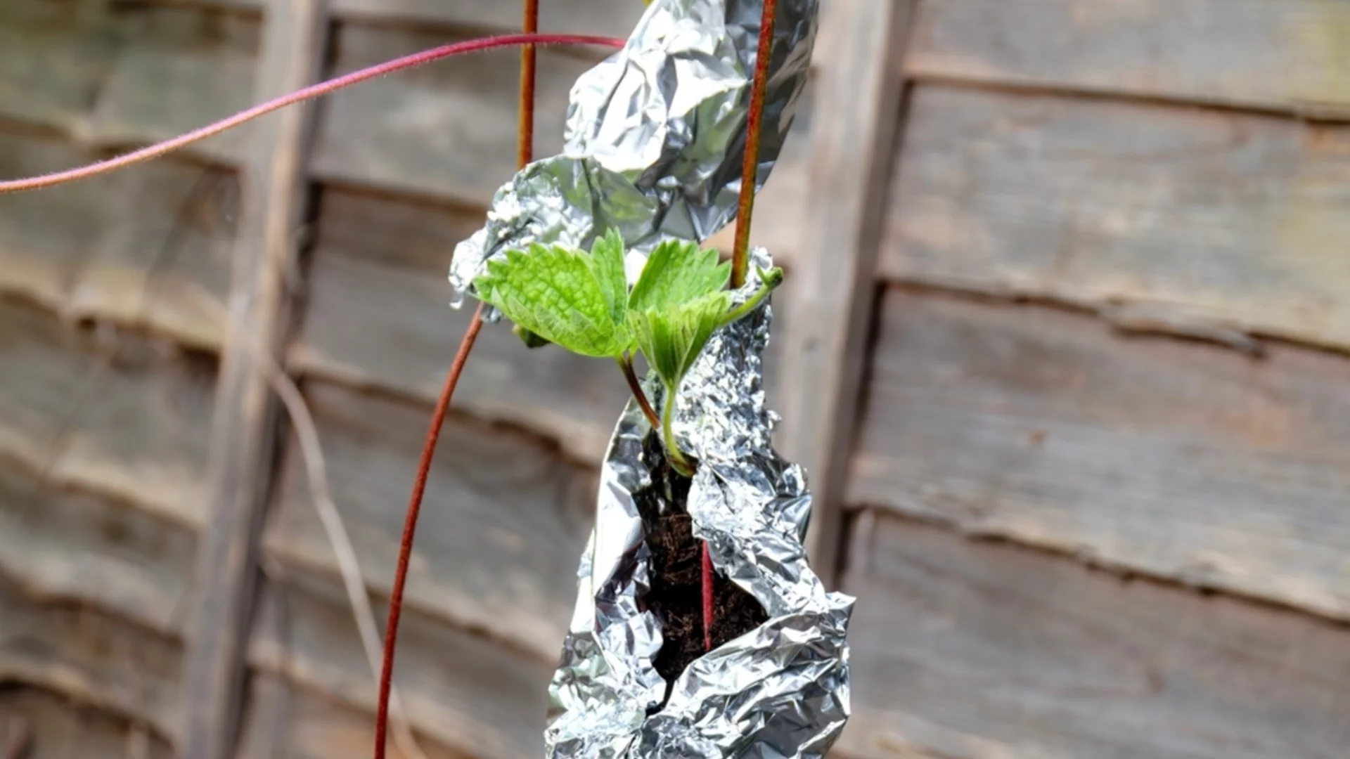 Как да използвате фолио в градината си