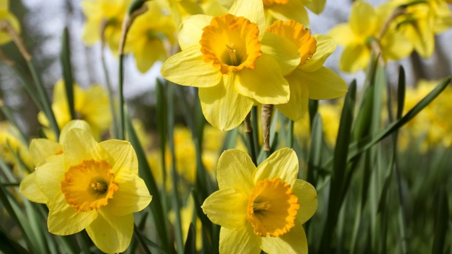 Прогноза за времето - 5 април 2026 г. (неделя)