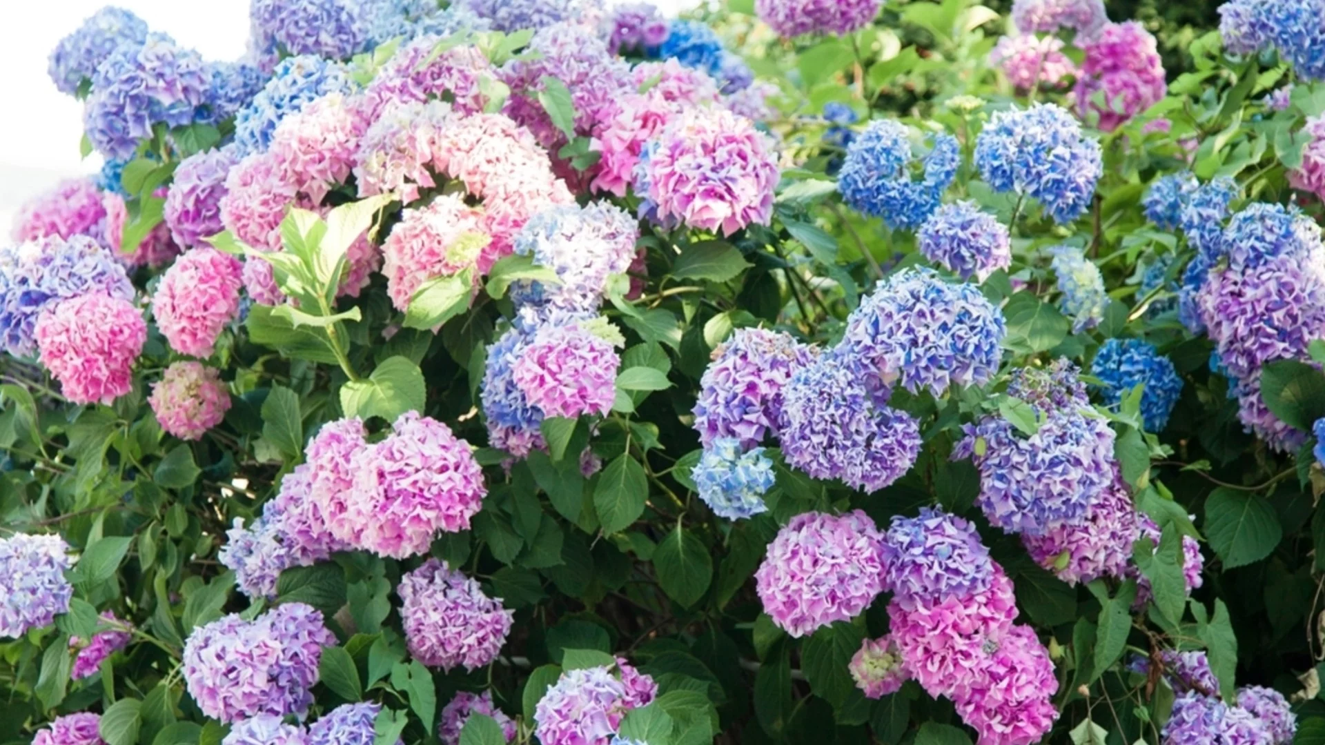 Кога да пресаждате хортензиите