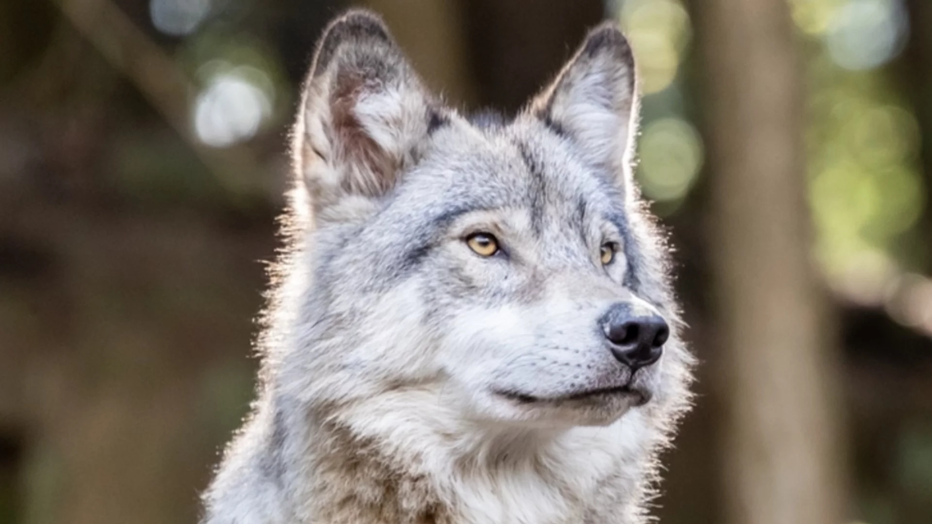 Вълкът, ухапал жена, е пуснат на свобода