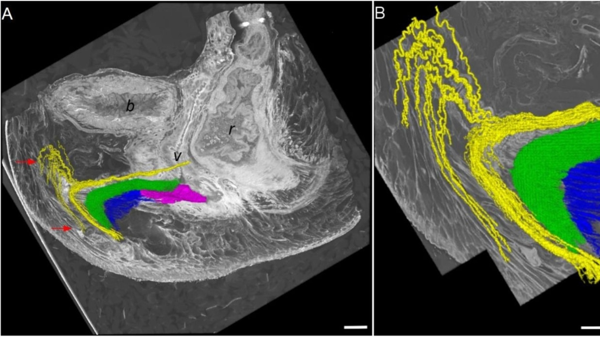 Учени разкриха пълната архитектура на клитора