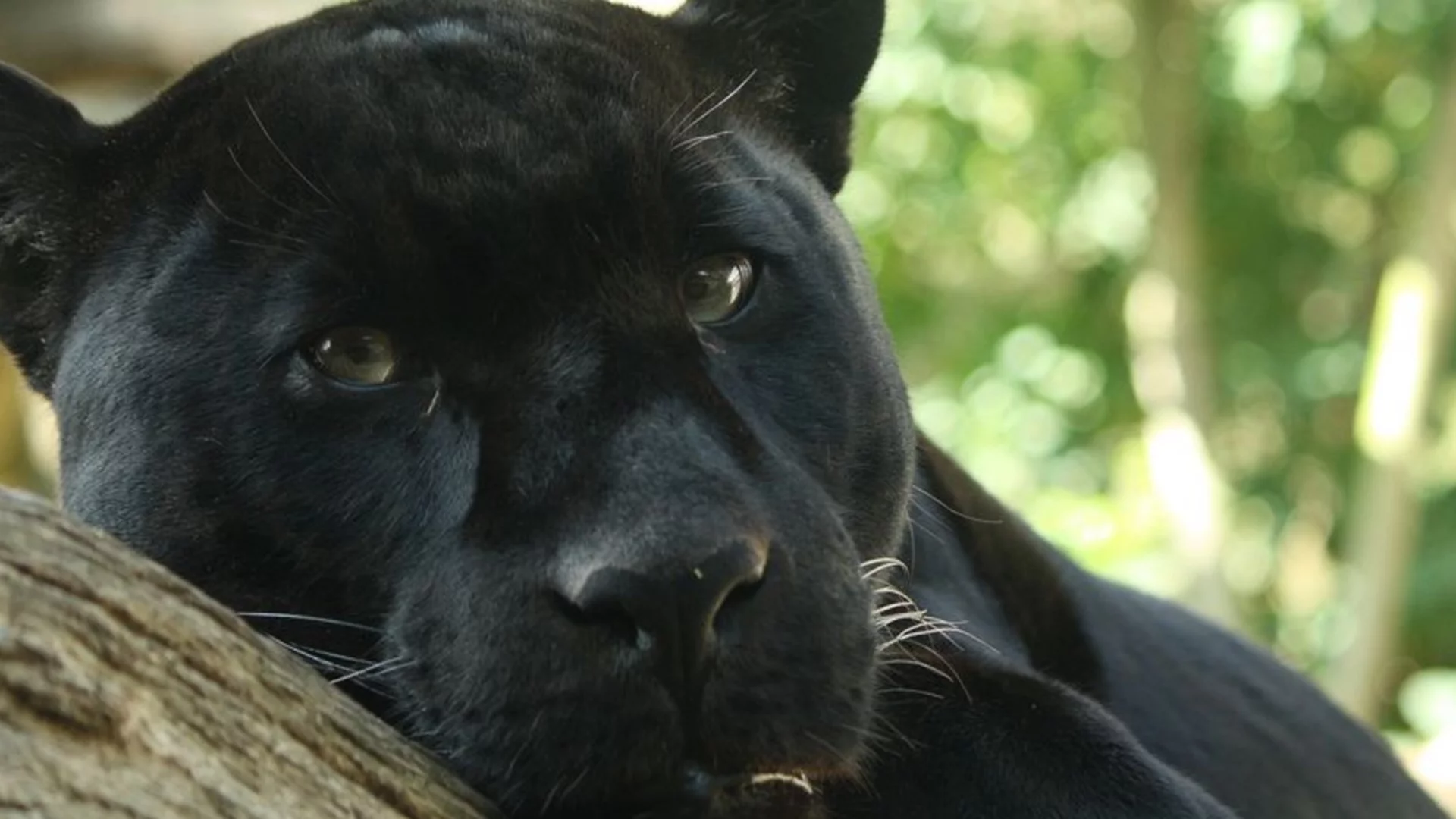 В Румъния броят мечките и дивите котки: Там ли е шуменската пантера?