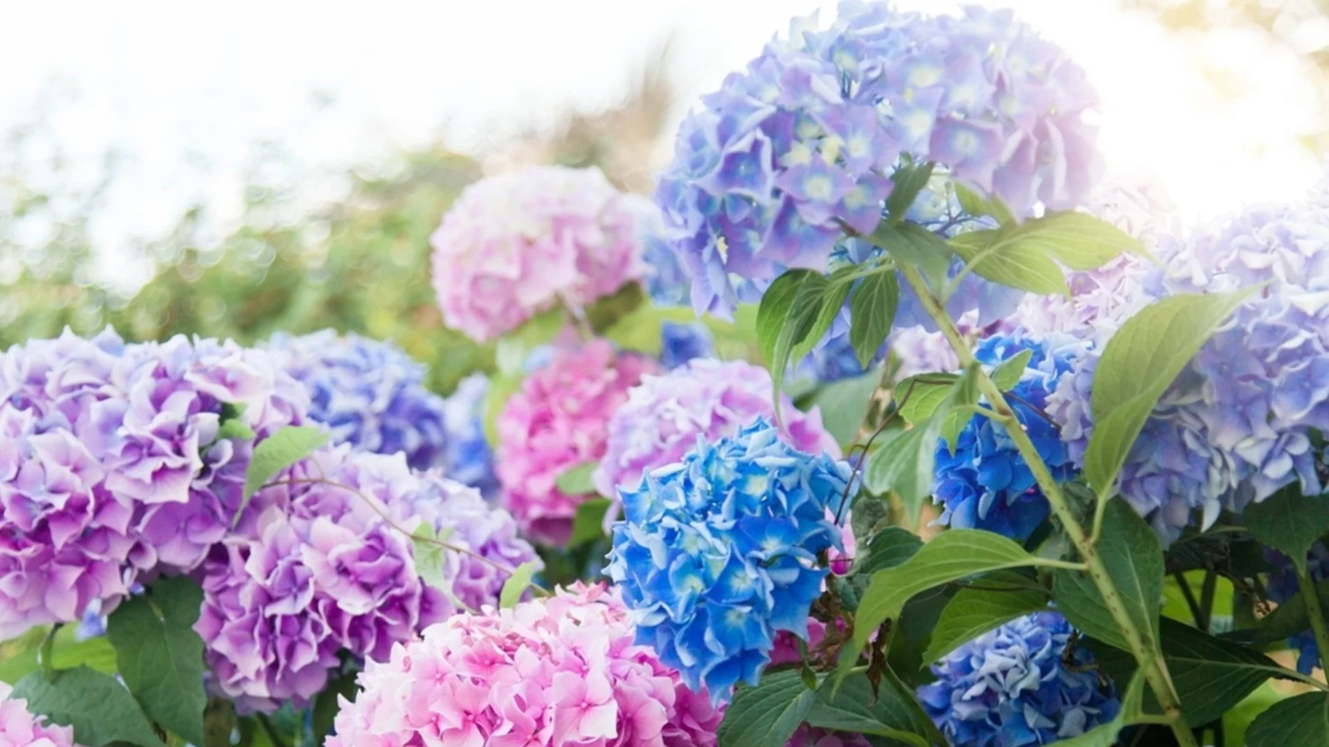 Как да защитите хортензиите от вредители през пролетта 