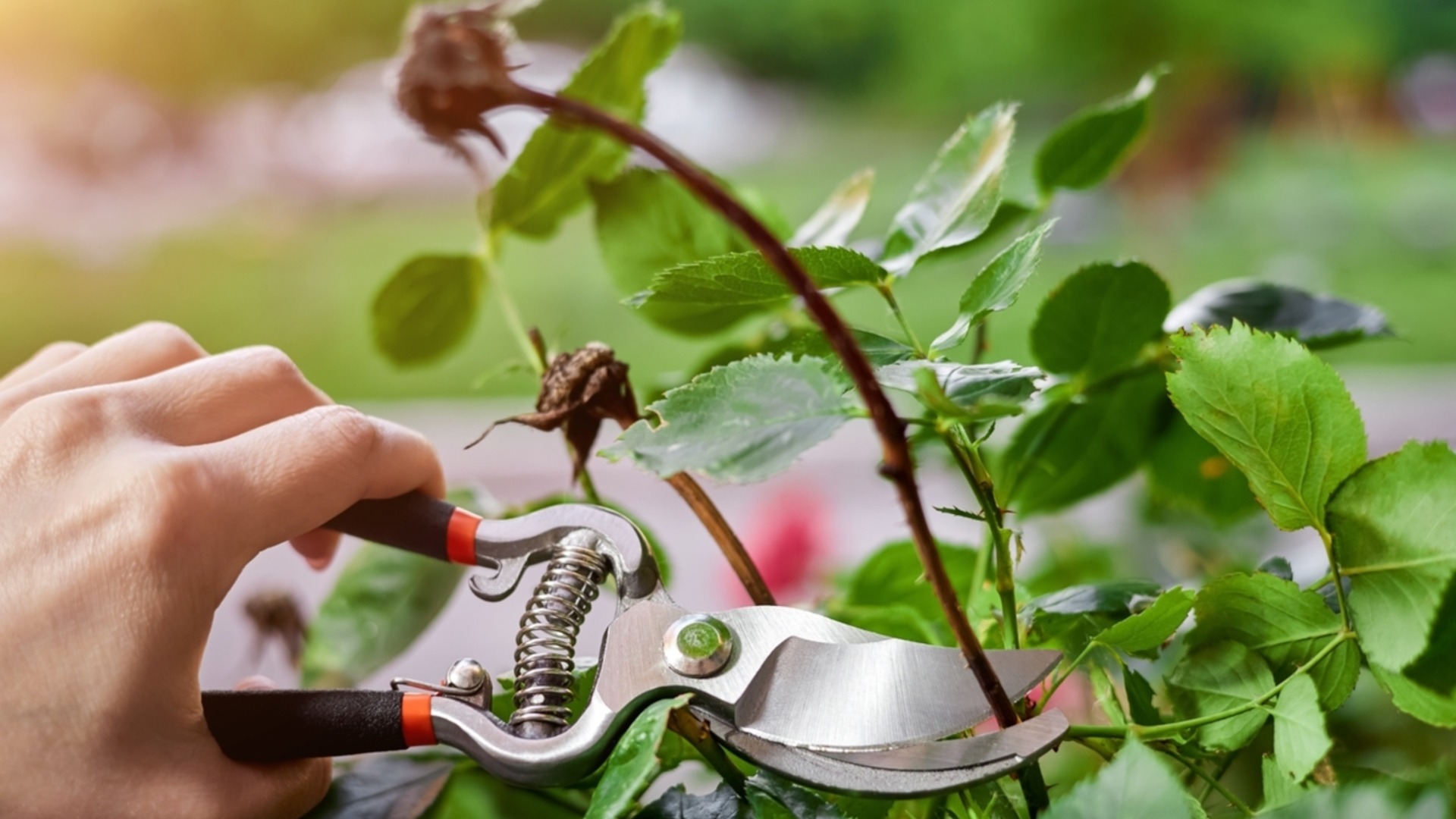 Как да подрязвате и оформяте розите за по-богат цъфтеж